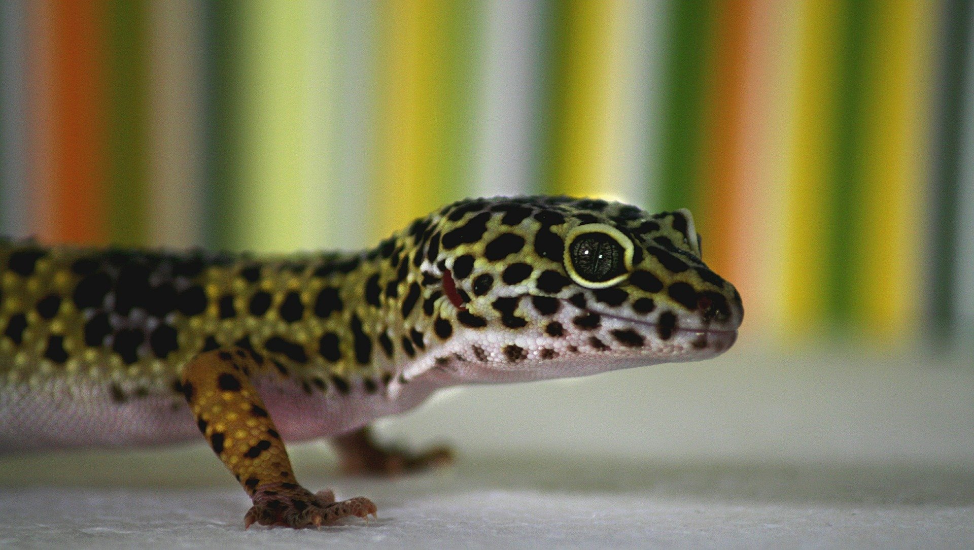 leopard gecko