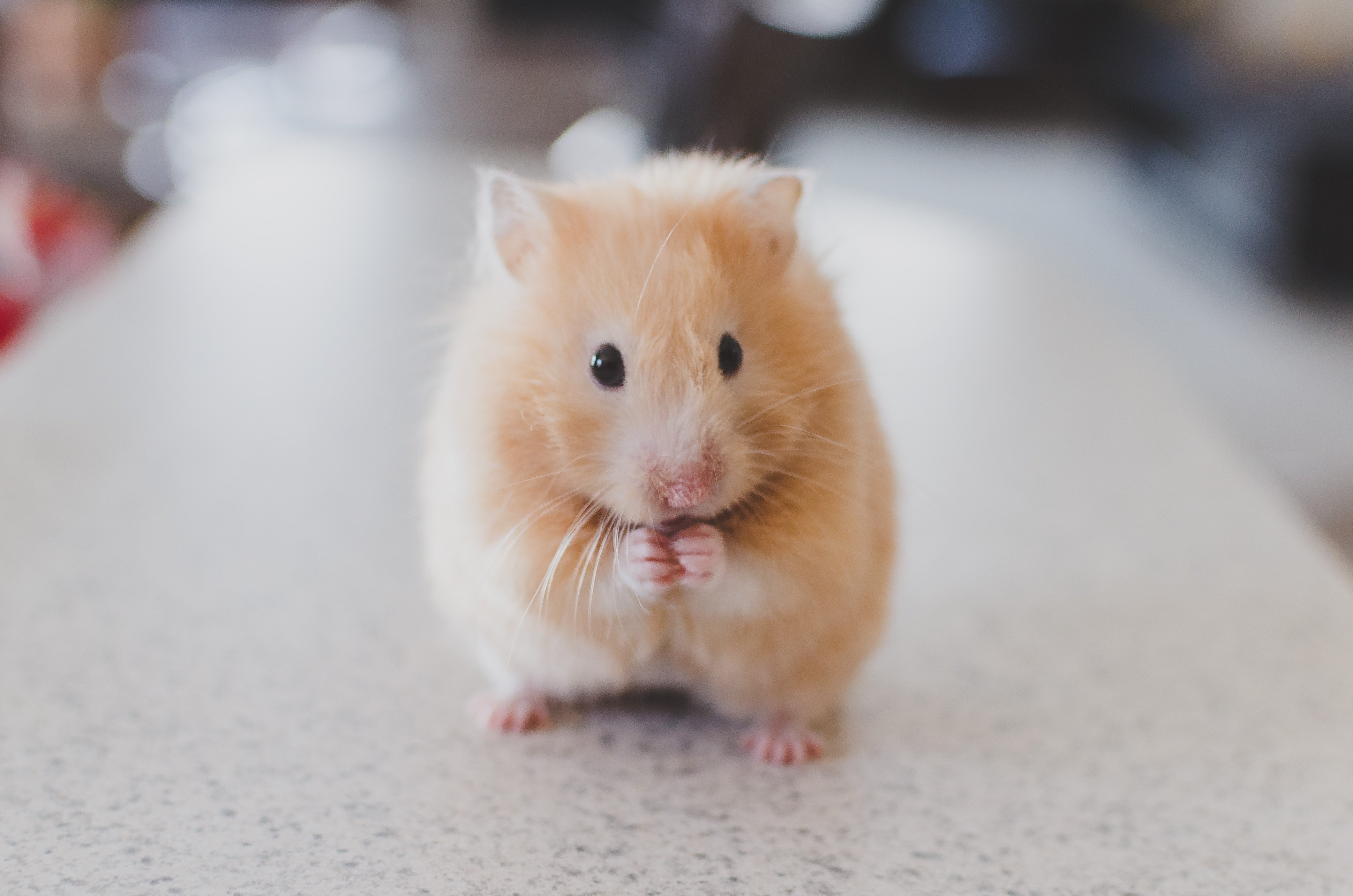 blonde hamster
