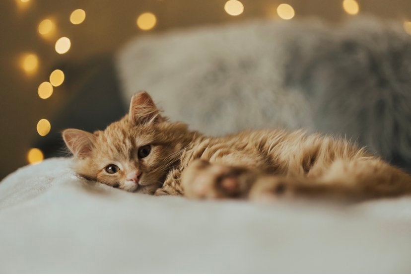 Orange cat on a bed