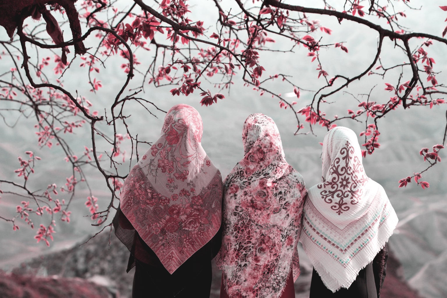 muslim women under cherry blossoms