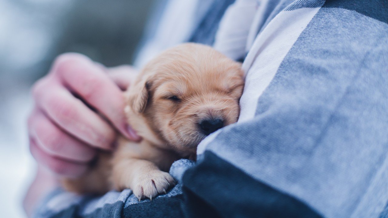 Man holding puppy
