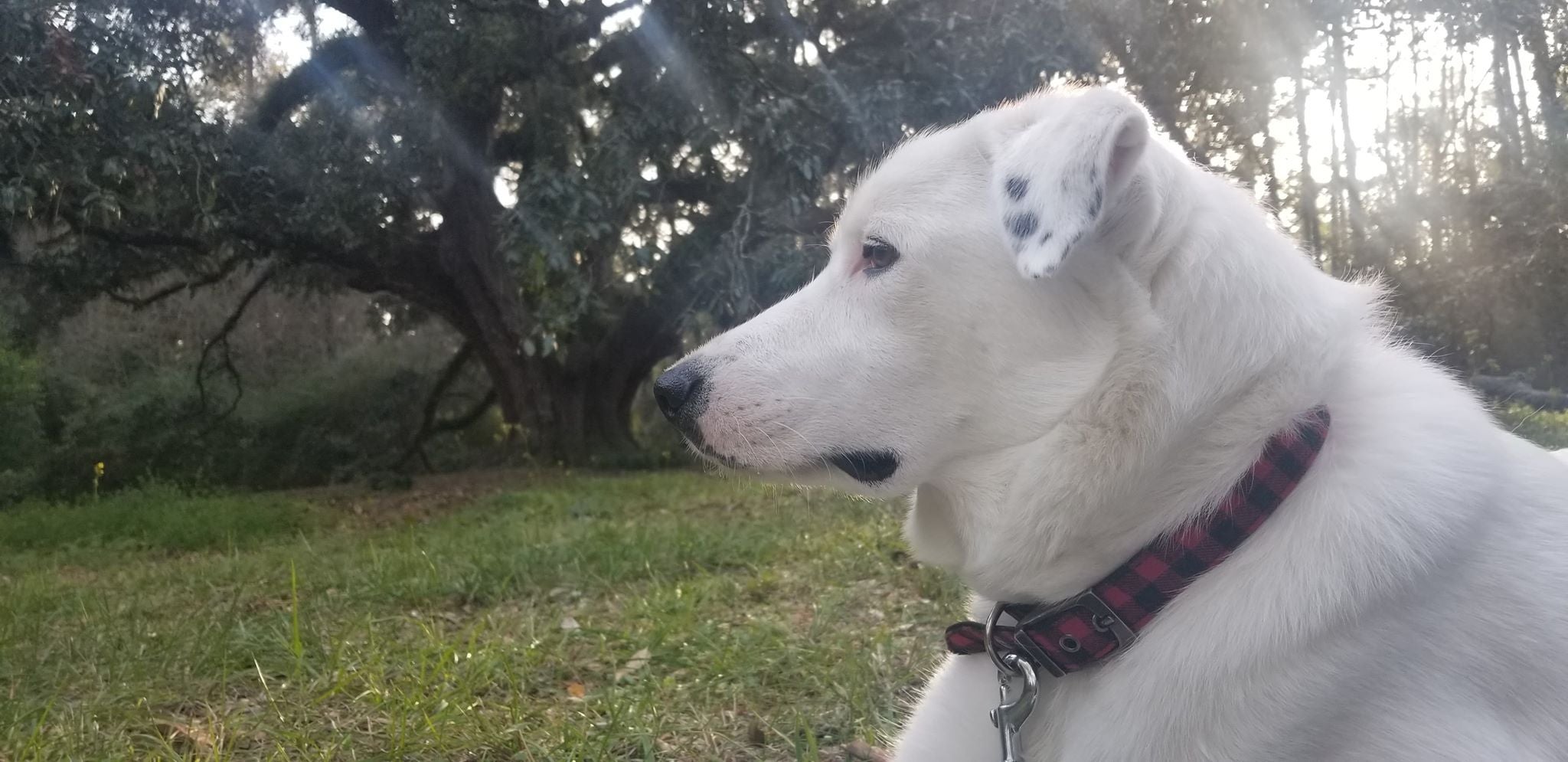 Dog side profile