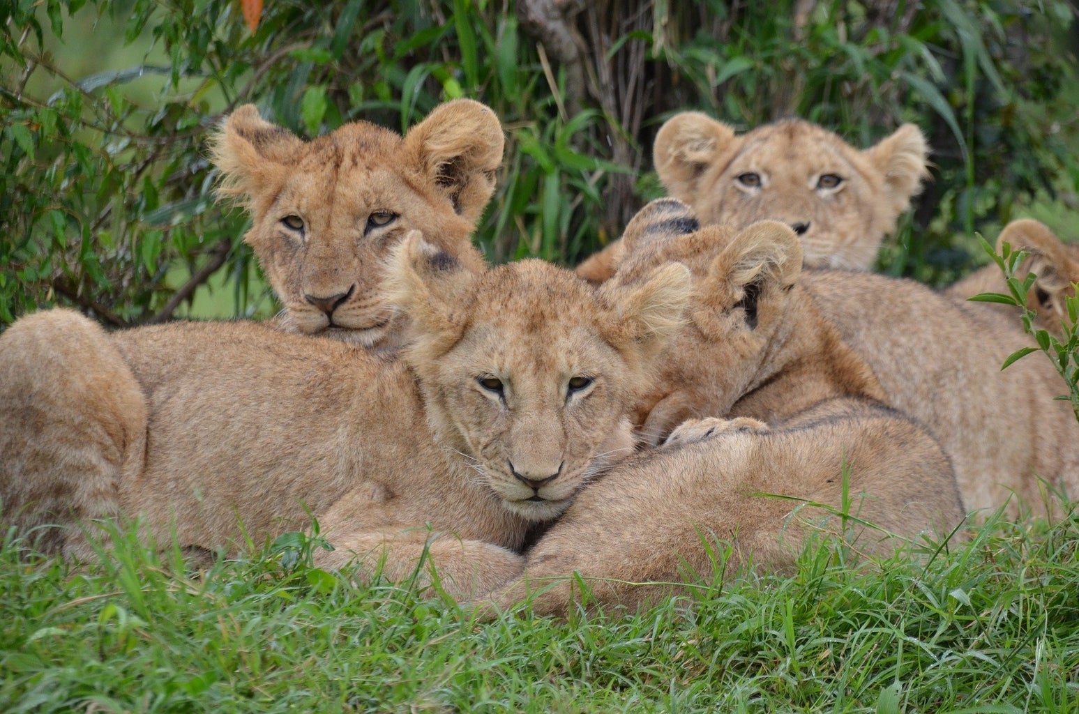 Five lion cubs laying in green grass