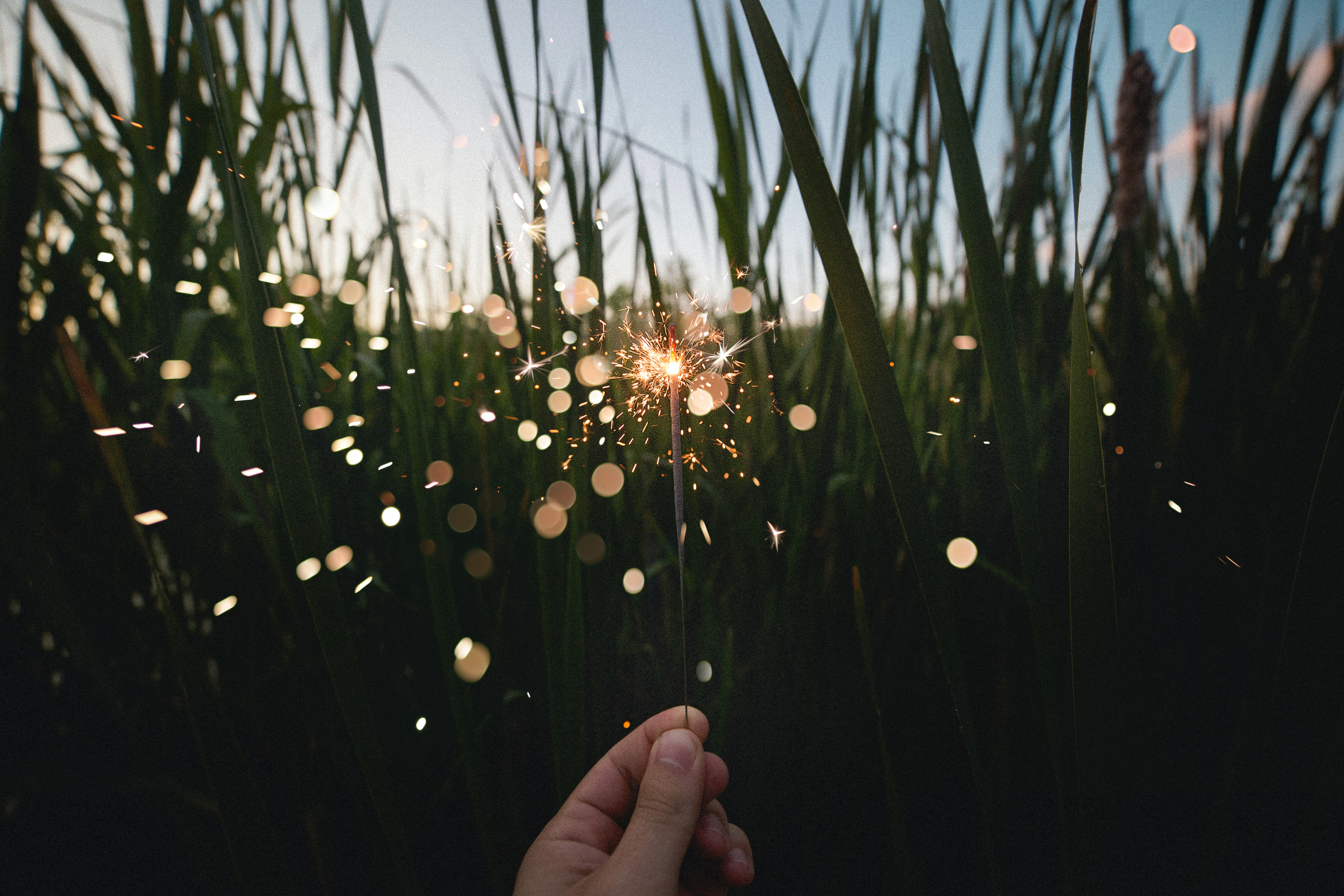 Hand holding a firecraker in front of greenery