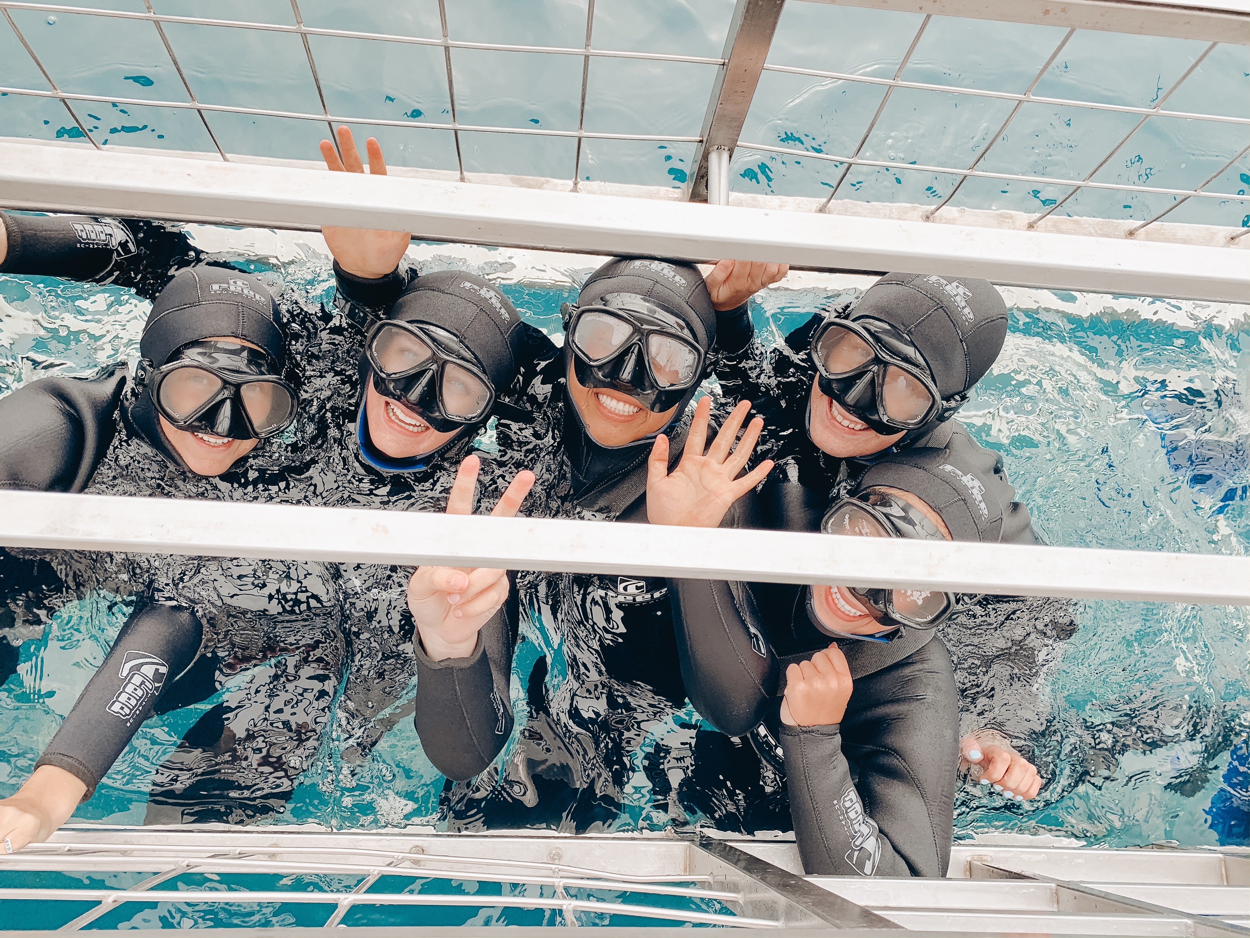 cage diving with sharks in south africa