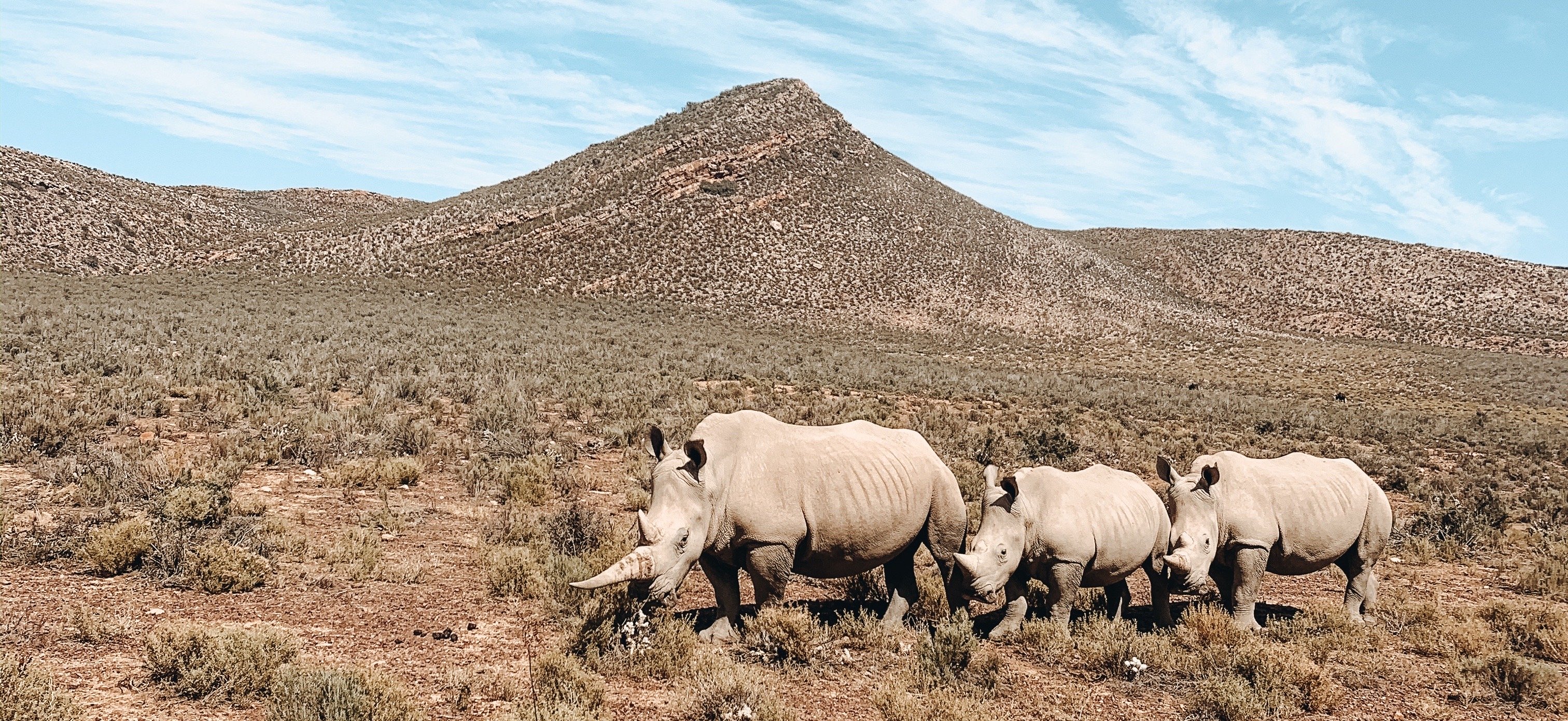 safari in south africa