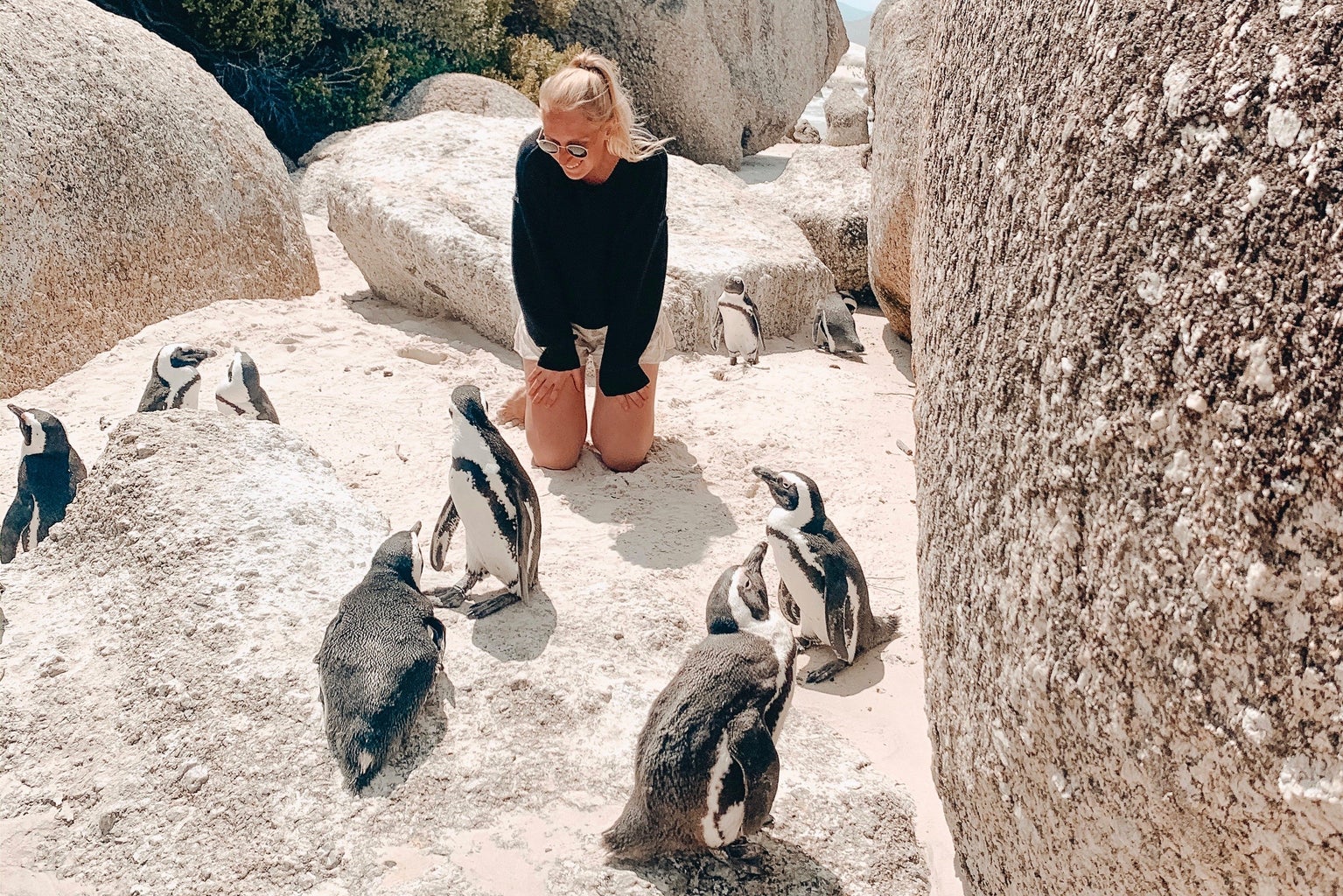 boulder\'s beach penguin colony
