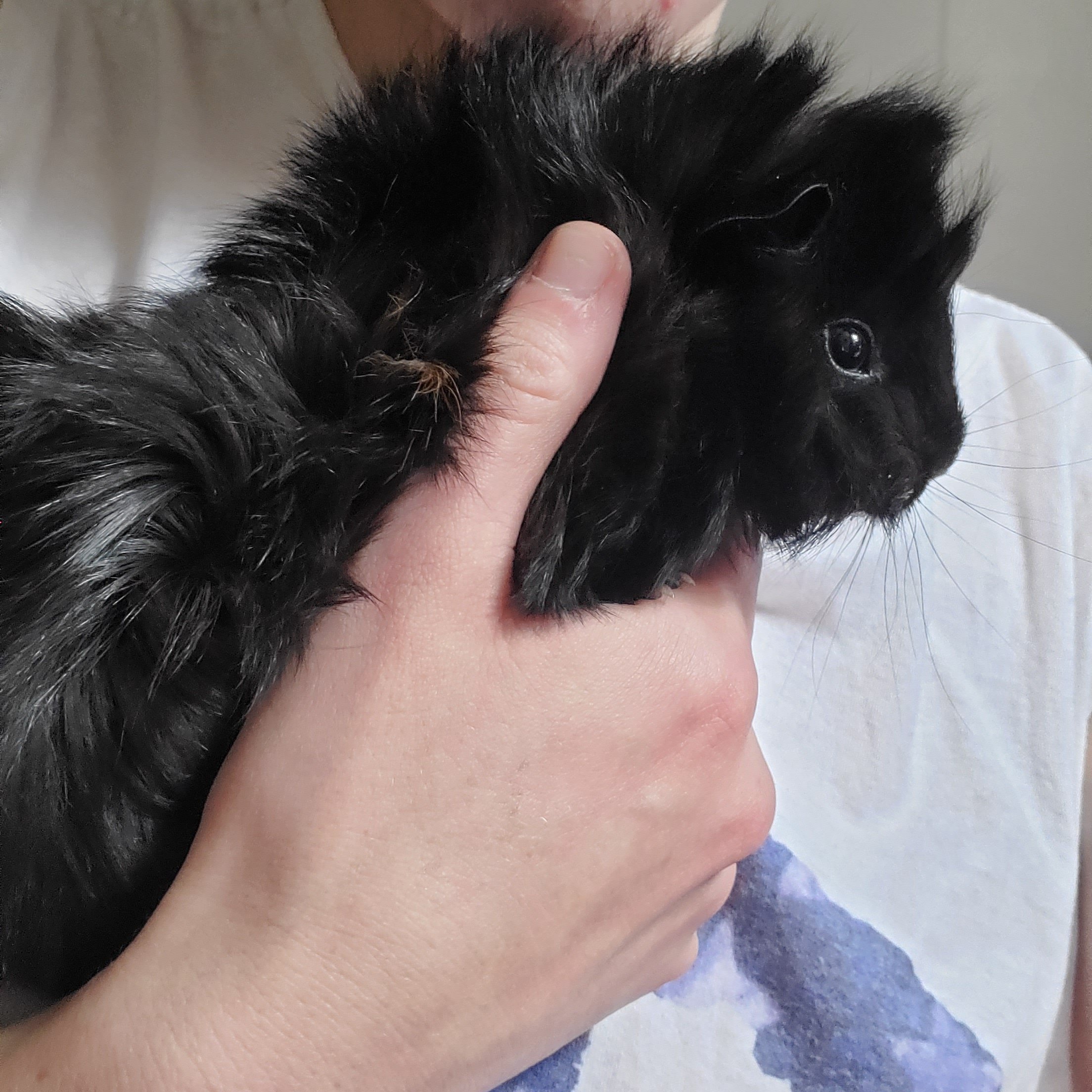 bruntguinna2jpg by Marissa Brunt Member?width=698&height=466&fit=crop&auto=webp&dpr=4