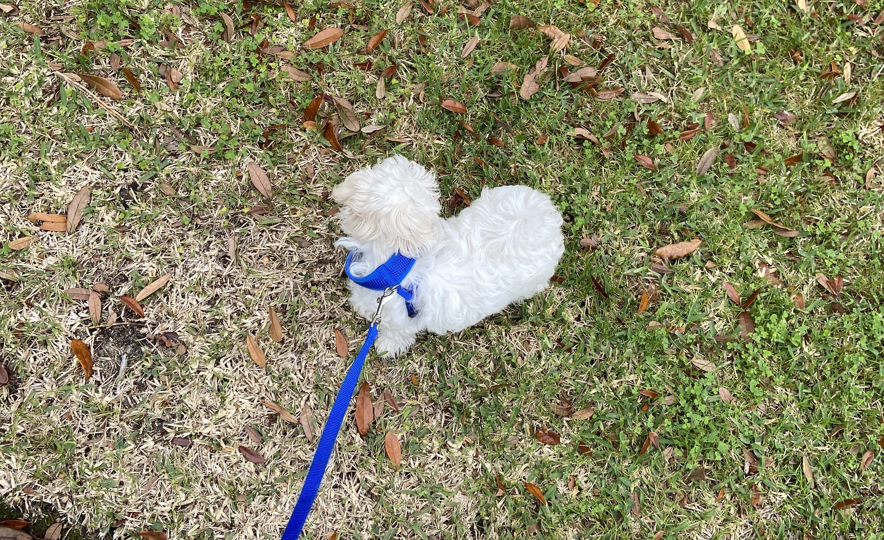 bearwalking1jpg by Leah Abounader?width=698&height=466&fit=crop&auto=webp&dpr=4