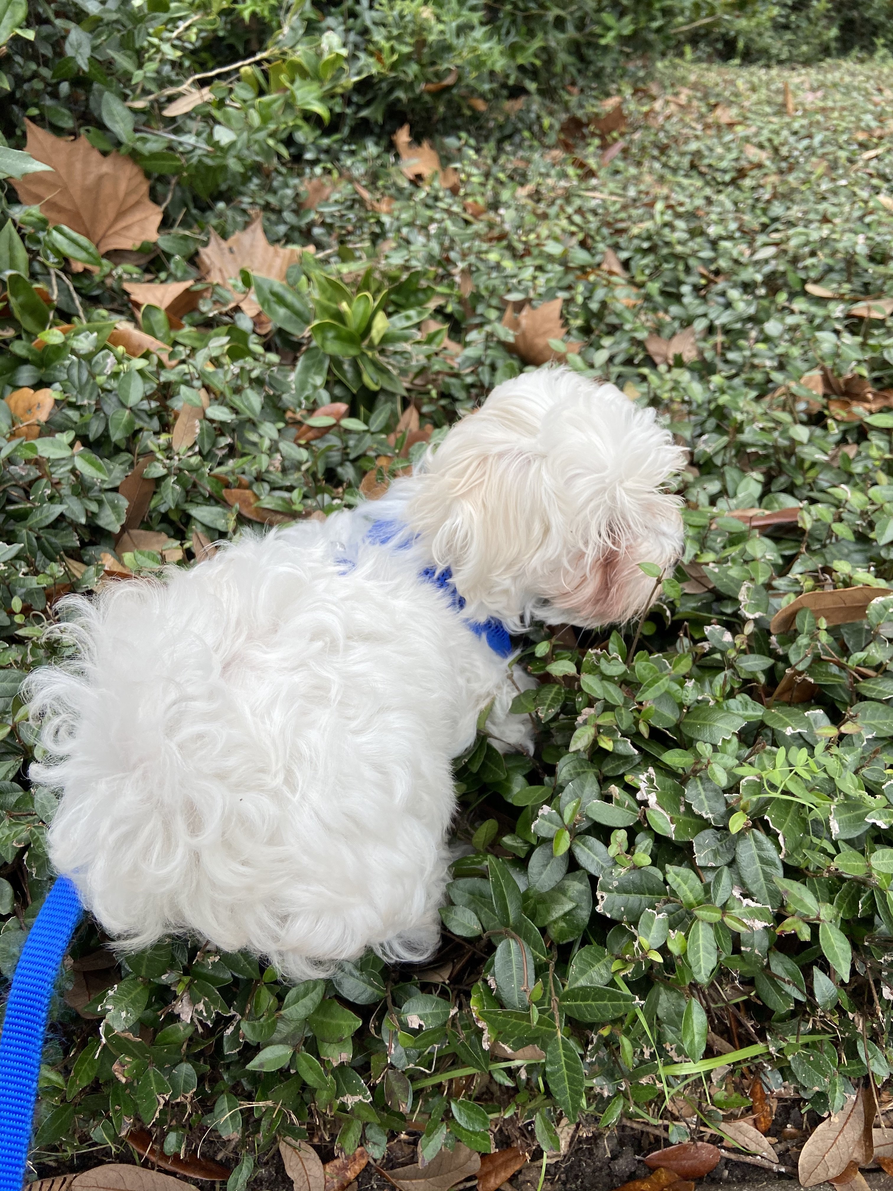 white puppy on leash