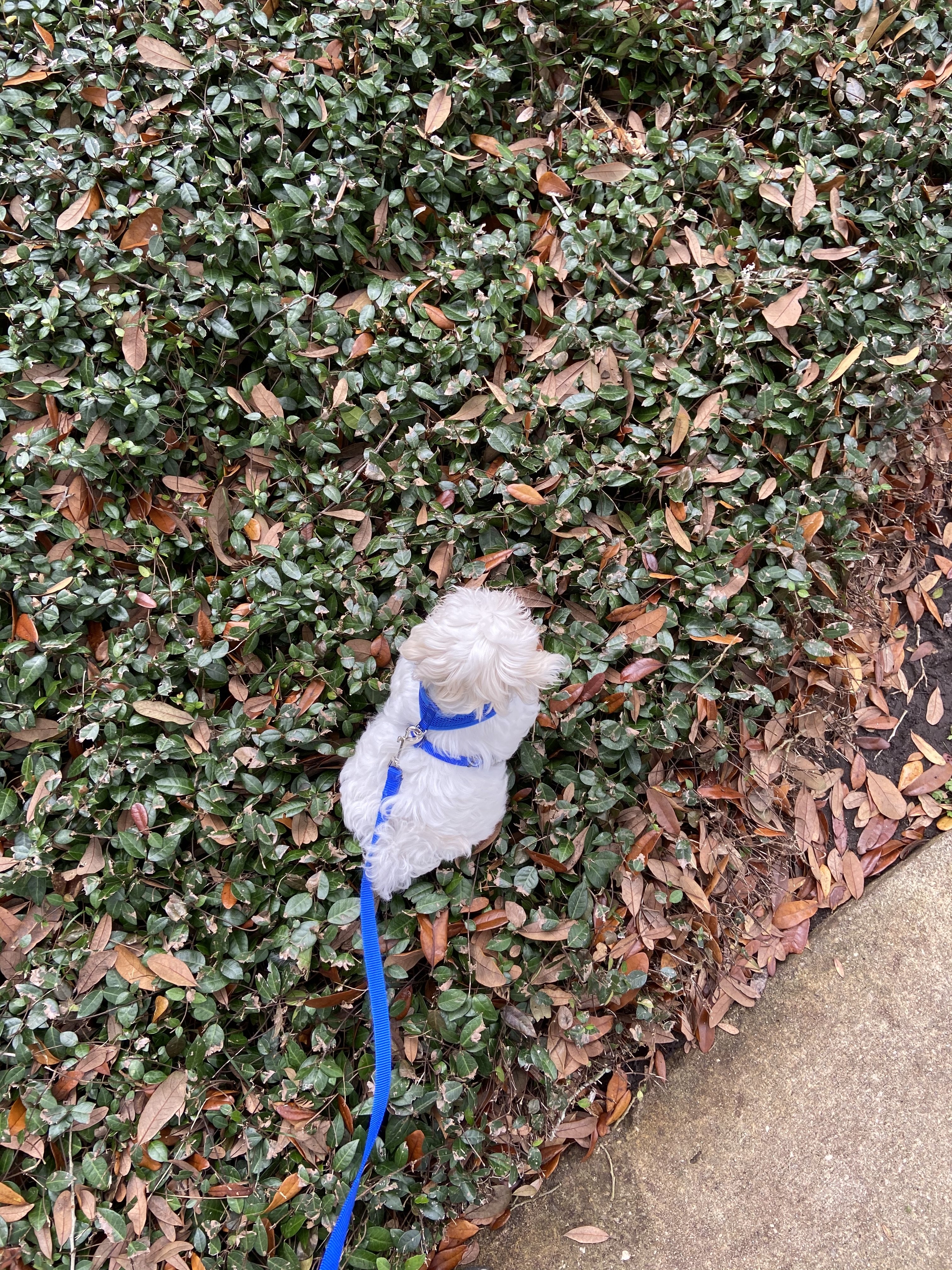 white puppy sitting on grass
