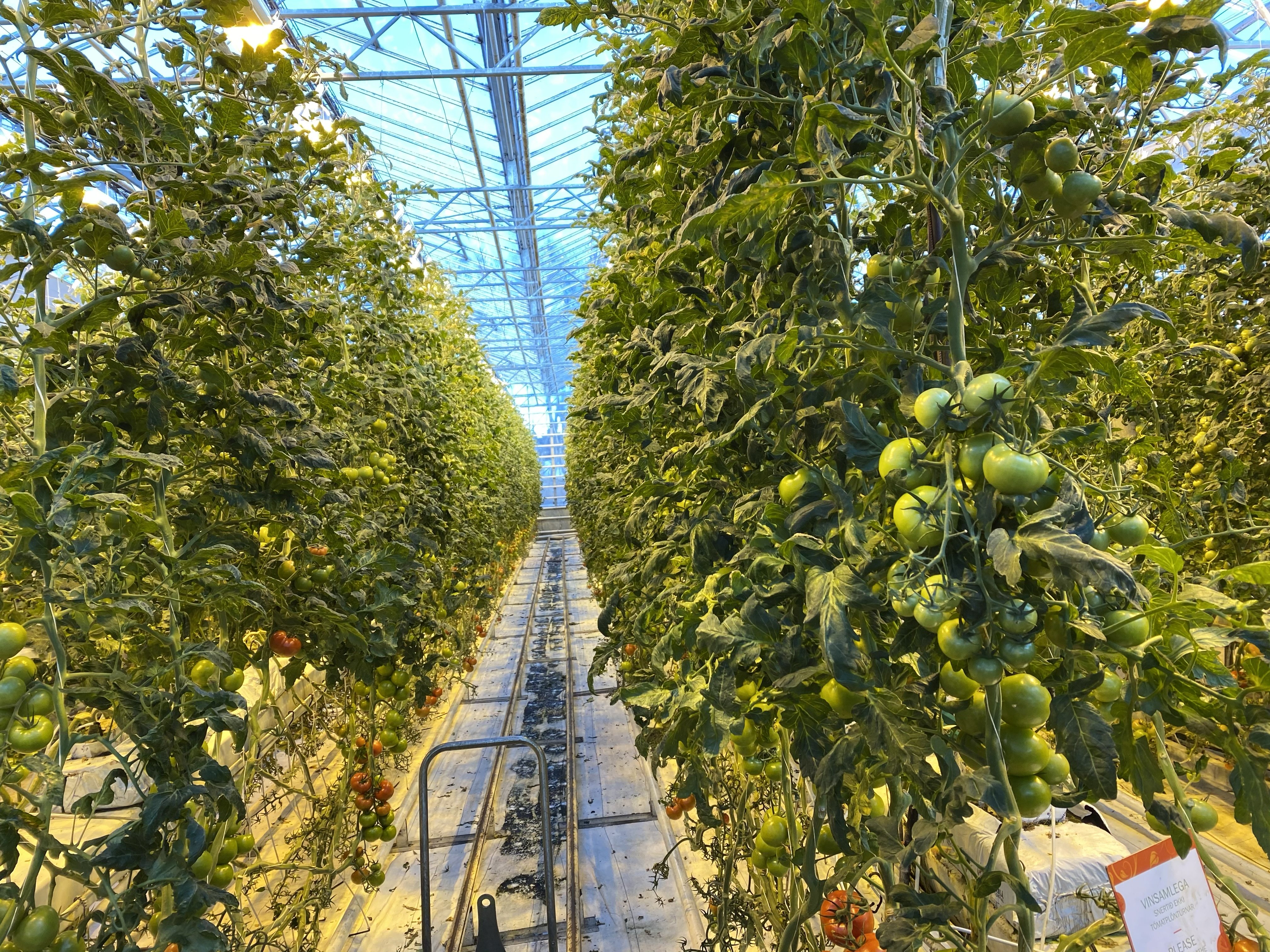 Tomato plants growing in greenhouse