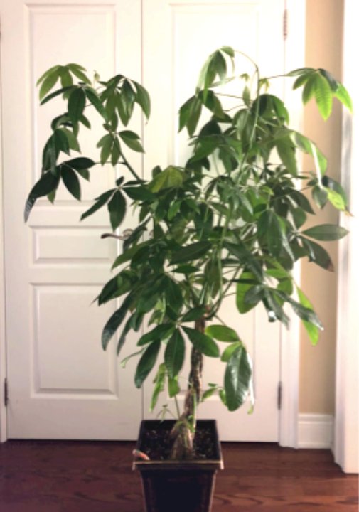 Money tree