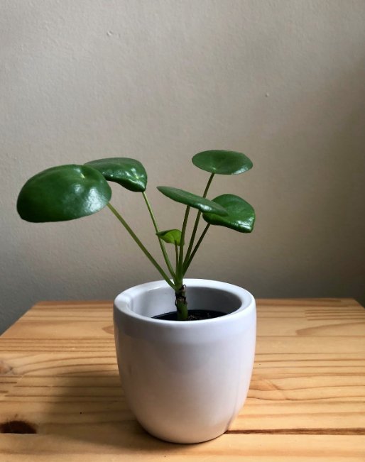 Pilea