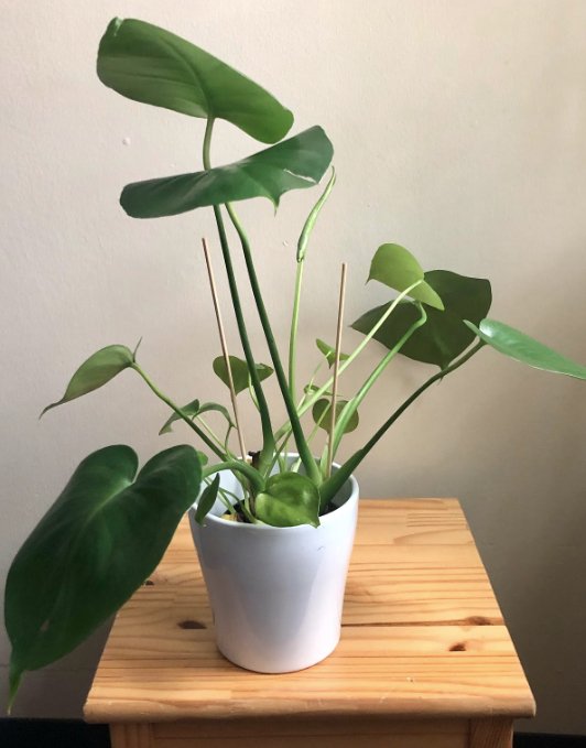 Monstera Deliciosa