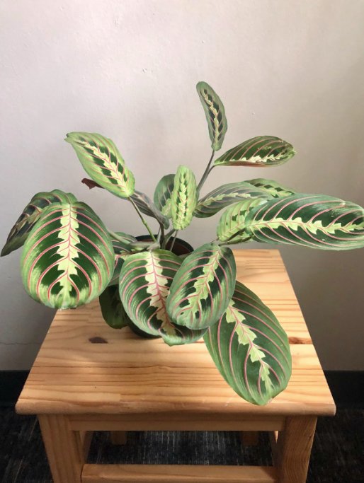 Prayer plant