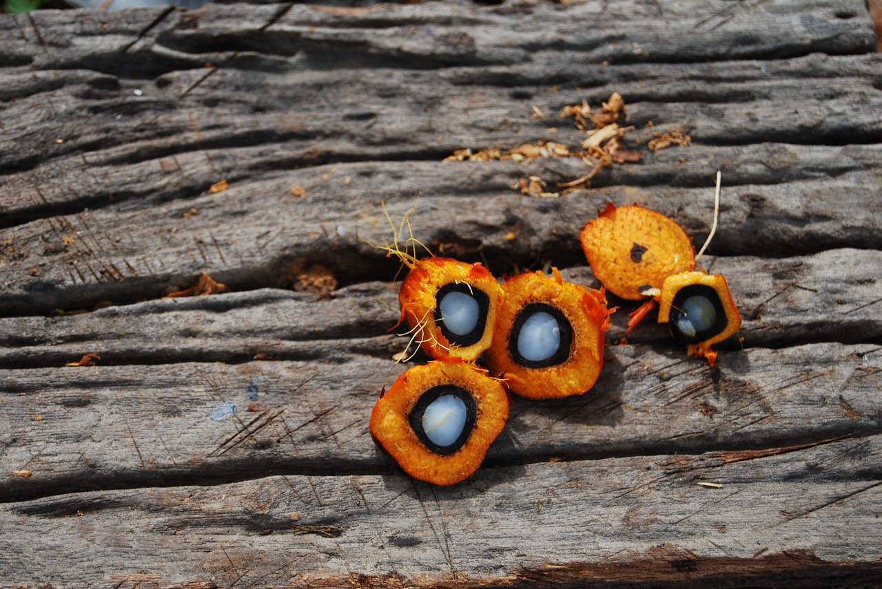 palmoil3800603 1280jpg by Orientierungslust?width=698&height=466&fit=crop&auto=webp&dpr=4