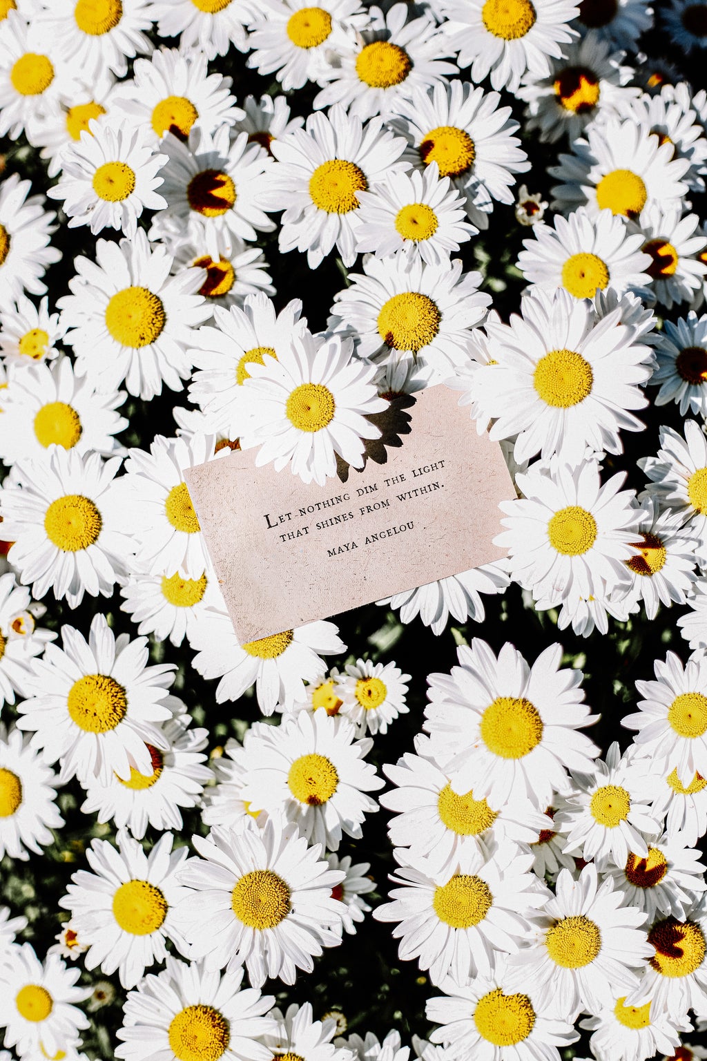 daisies with quote
