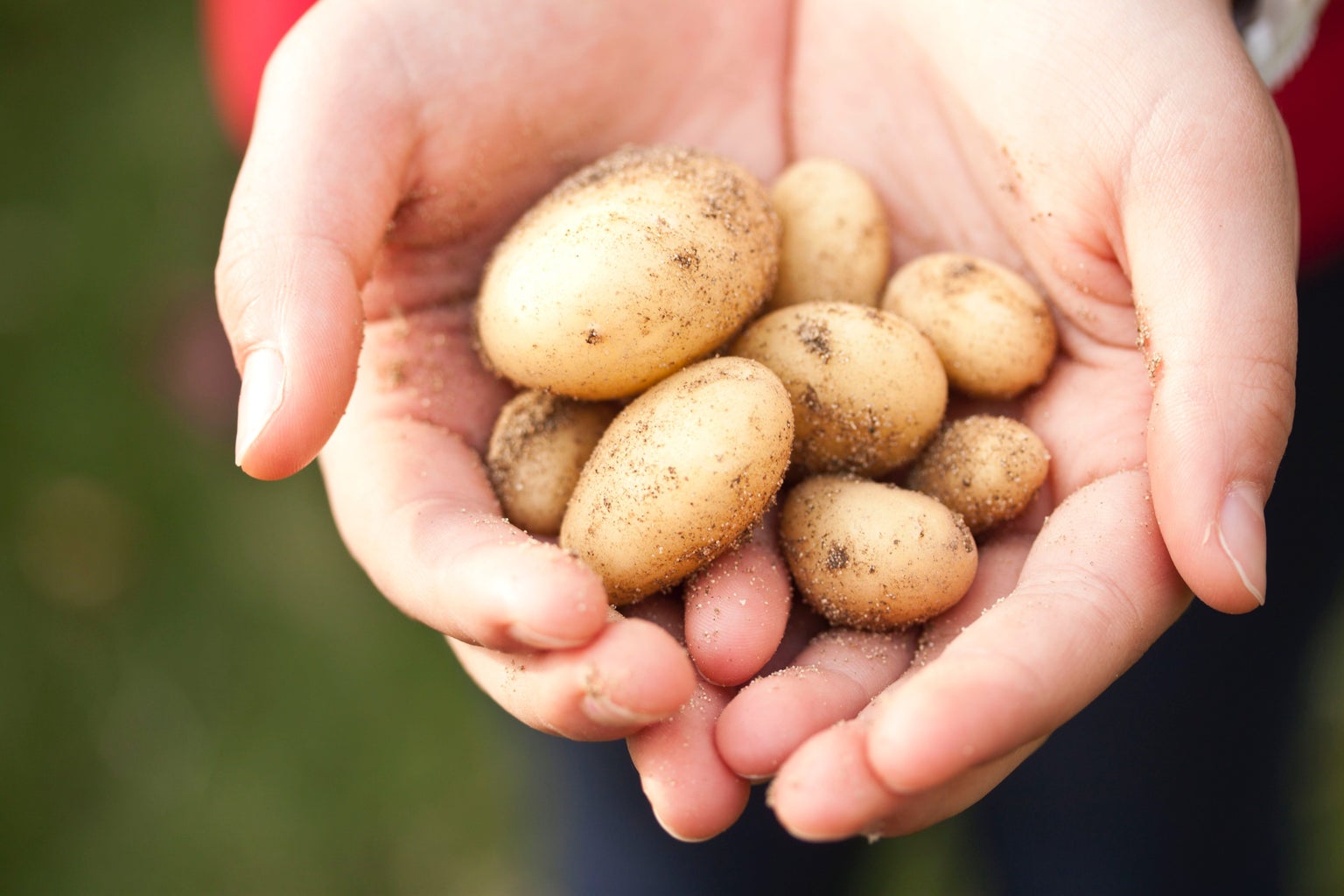 Hands holding small potatoes