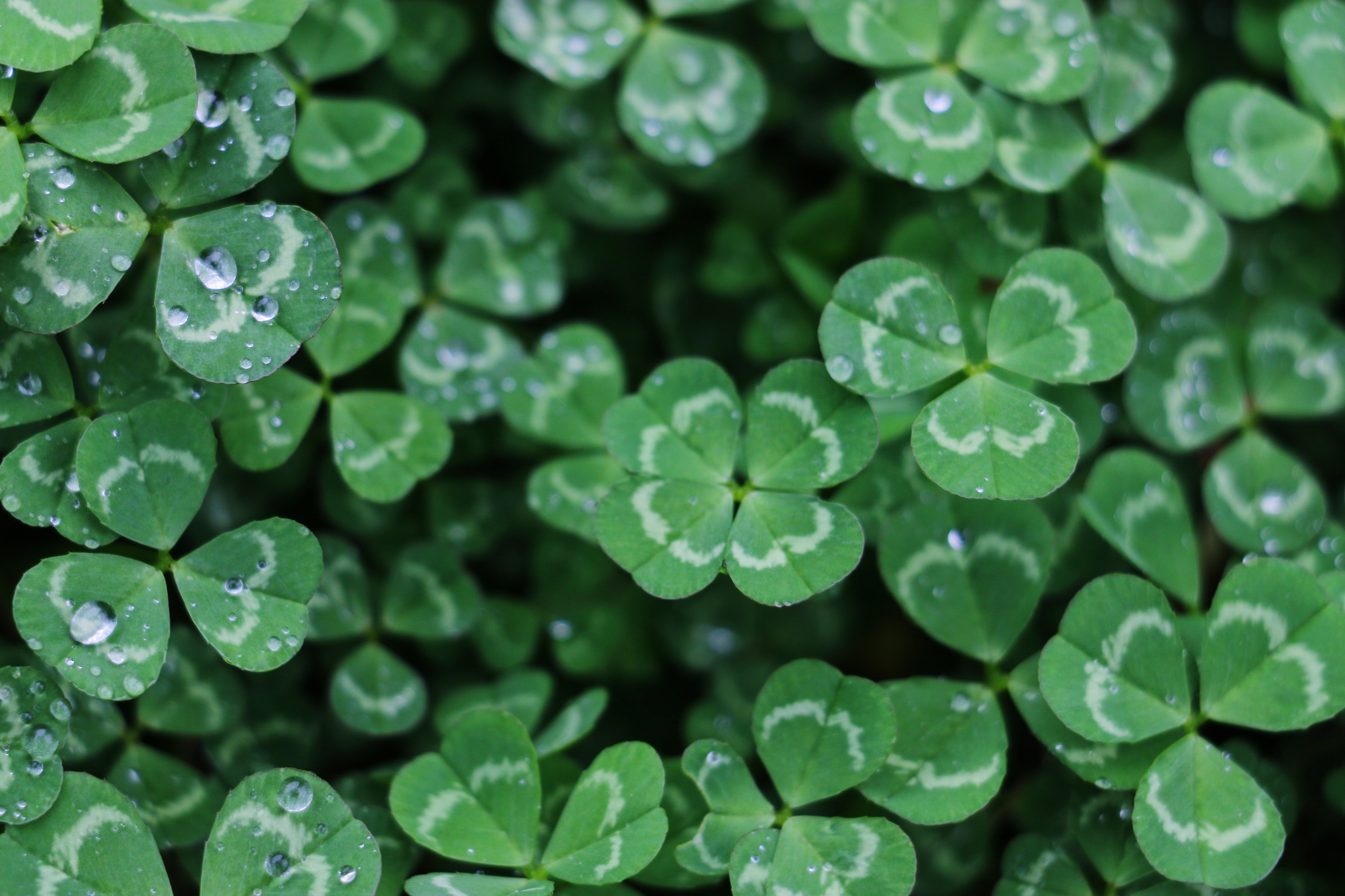 lucky cloverjpg by Photo by Yan Ming on Unsplash?width=698&height=466&fit=crop&auto=webp&dpr=4