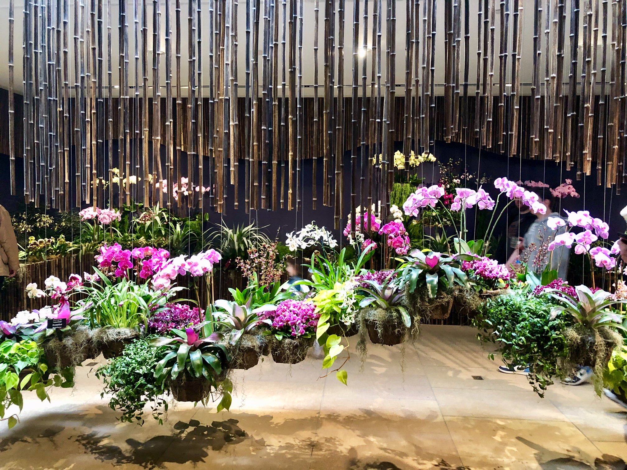 Hanging orchid flowers at Chicago Botanic Gardens