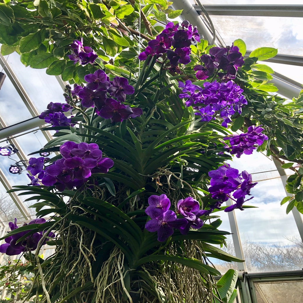 Purple flowers hanging in greenhouse at Chicago Botanic Garden