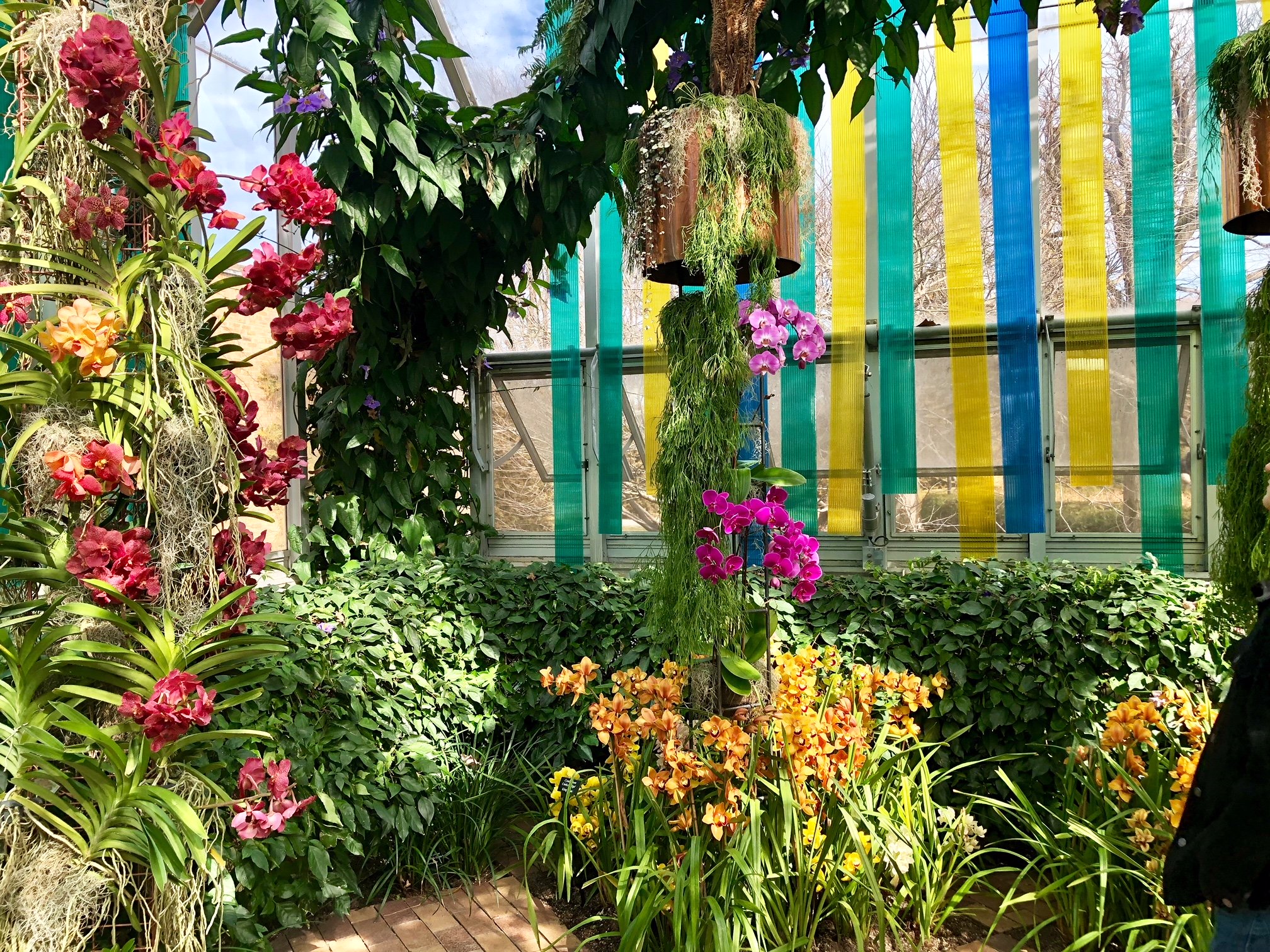 Tree with leaves, bushes with leaves, hanging flowers and orchids, with blue and yellow stripe background, at Chicago Botanic Garden