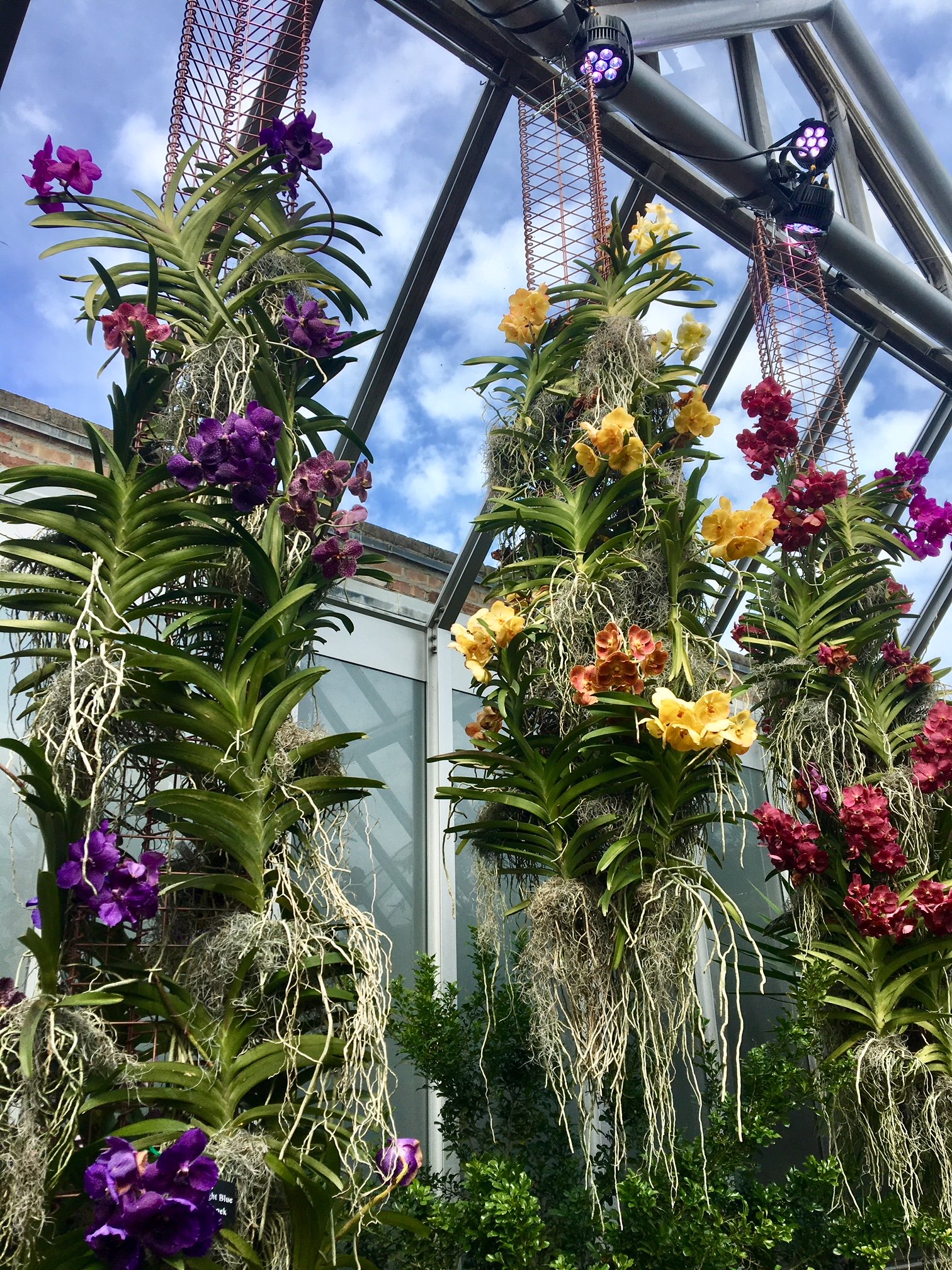 Purple, yellow, and pink hanging orchids at the Chicago Botanic Garden