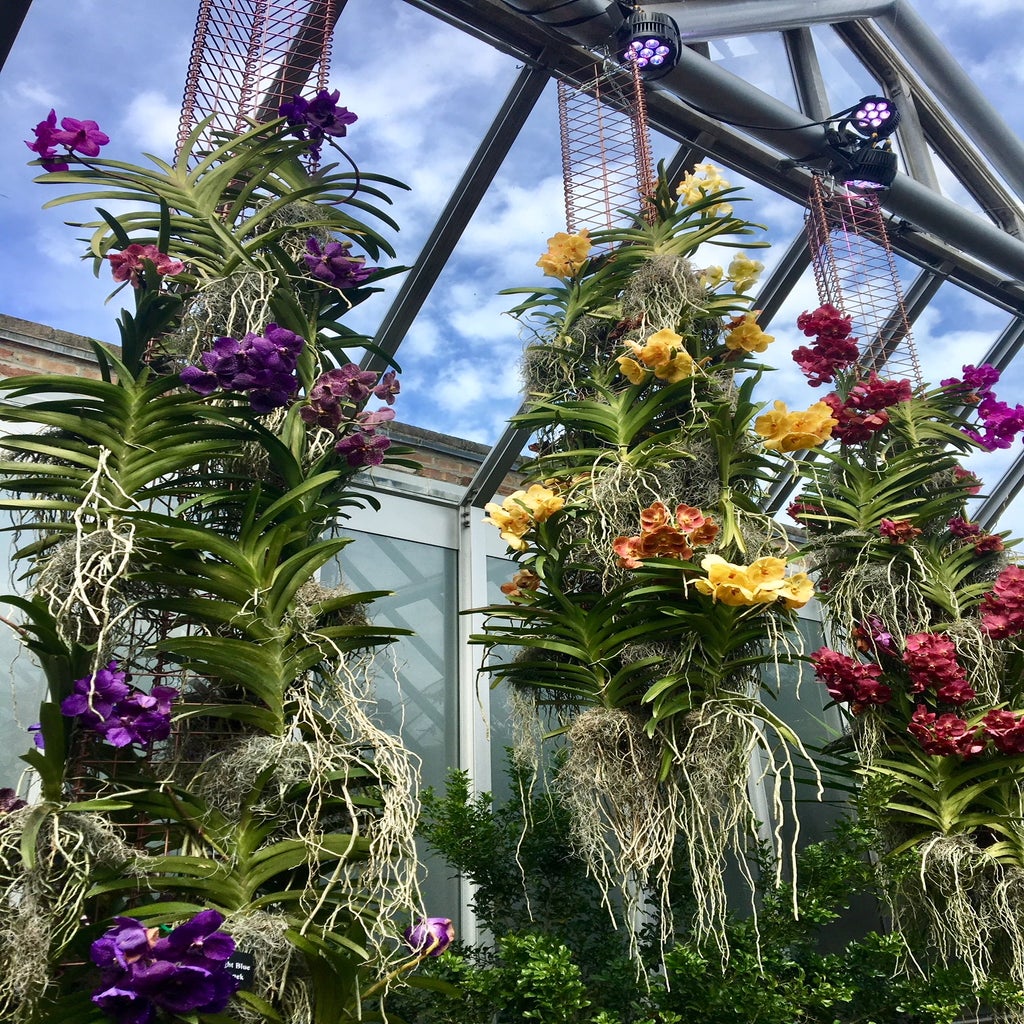 Purple, yellow, and pink hanging orchids at the Chicago Botanic Garden