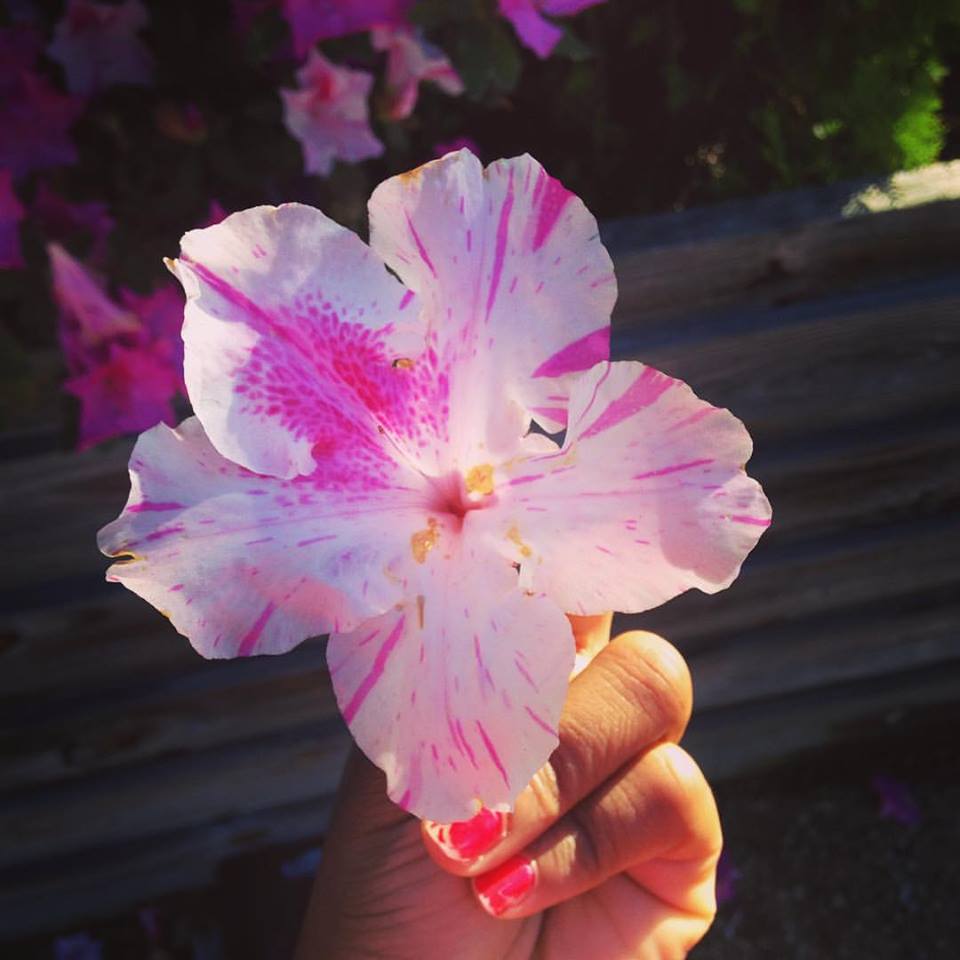 prettyflowerjpg by Fairley Lloyd?width=698&height=466&fit=crop&auto=webp&dpr=4