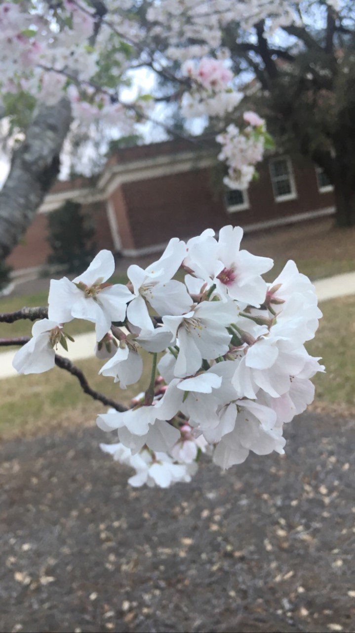 white flowersjpg by Fairley Lloyd?width=698&height=466&fit=crop&auto=webp&dpr=4
