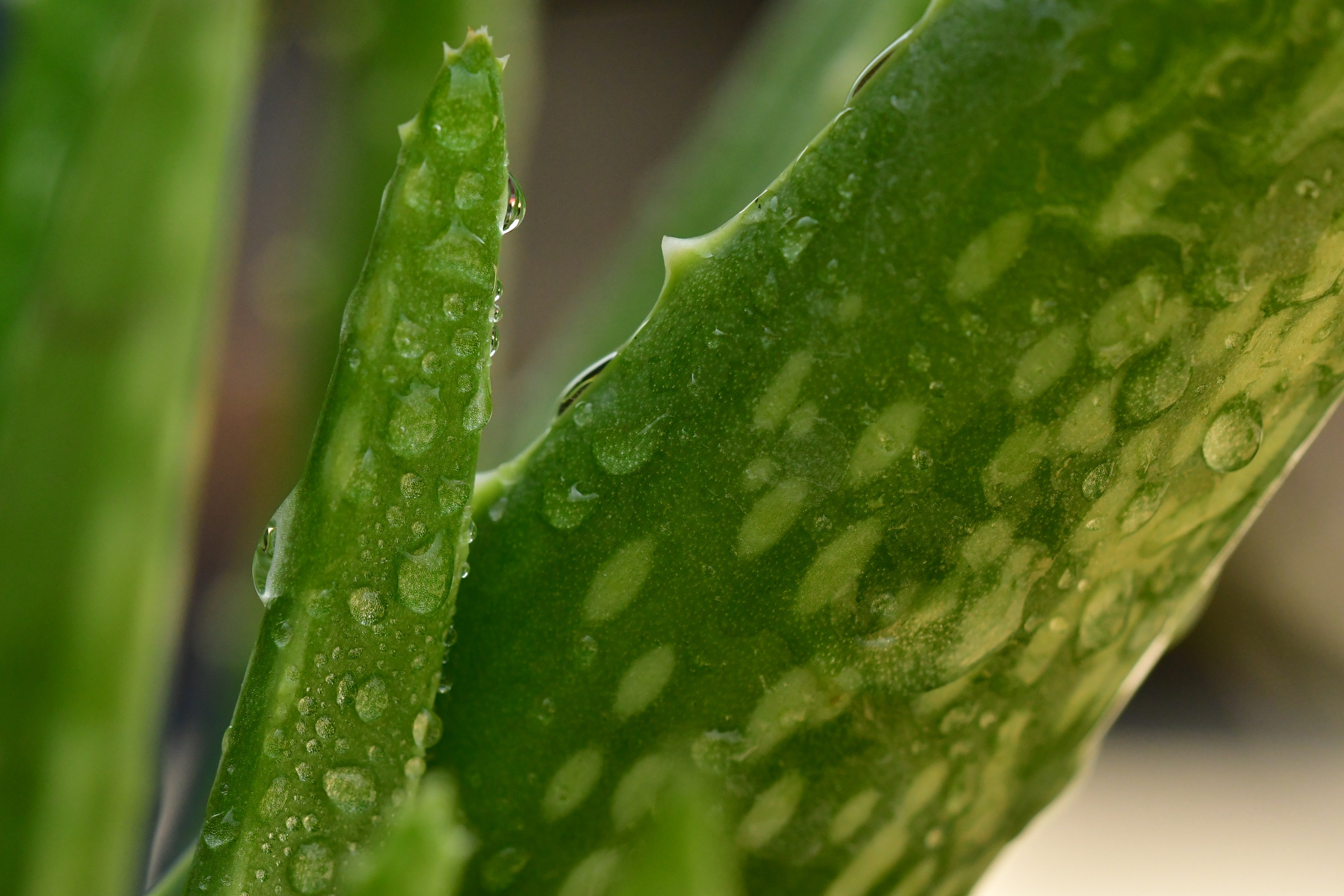 green aloe vera plant pisauikan
