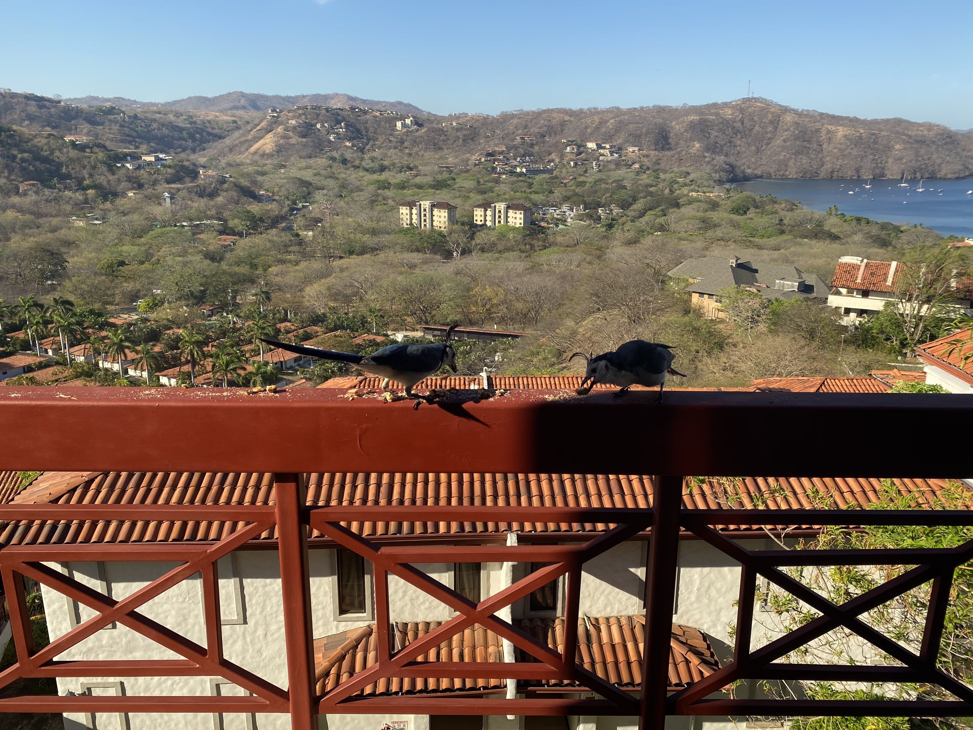 Birds on a balcony
