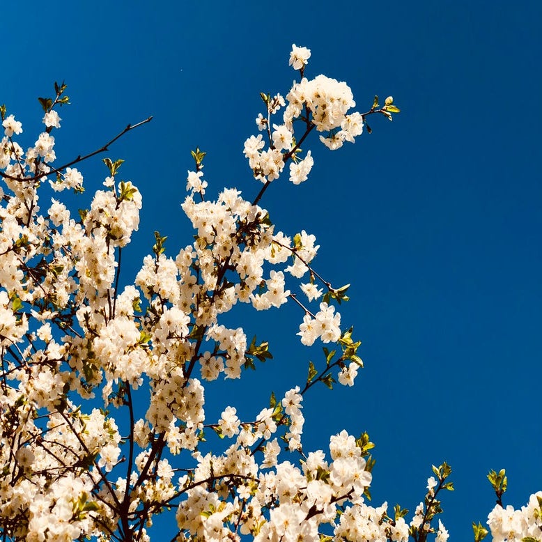 white flowered tree against vivid blue sky