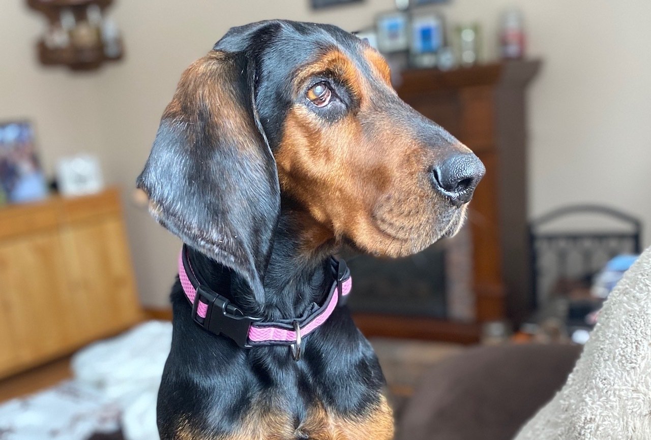 bailey resizejpeg?width=698&height=466&fit=crop&auto=webp&dpr=4