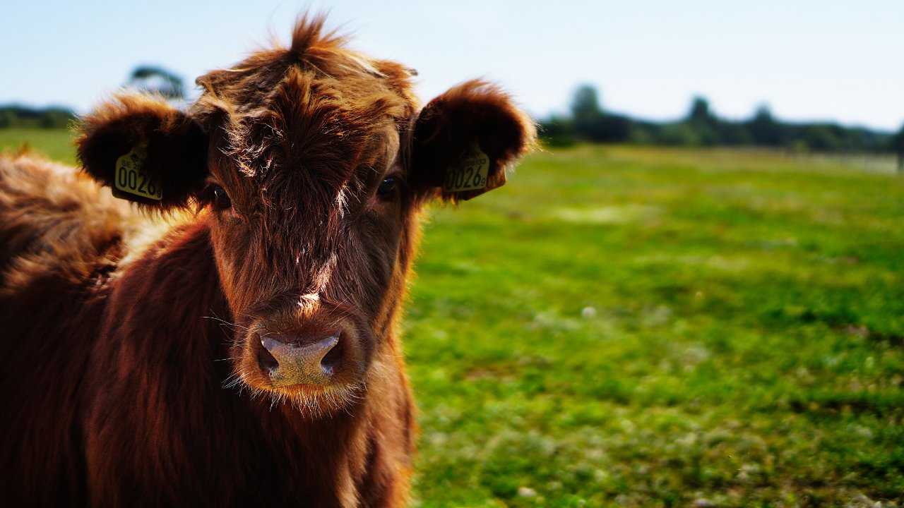 template 1png?width=698&height=466&fit=crop&auto=webp&dpr=4