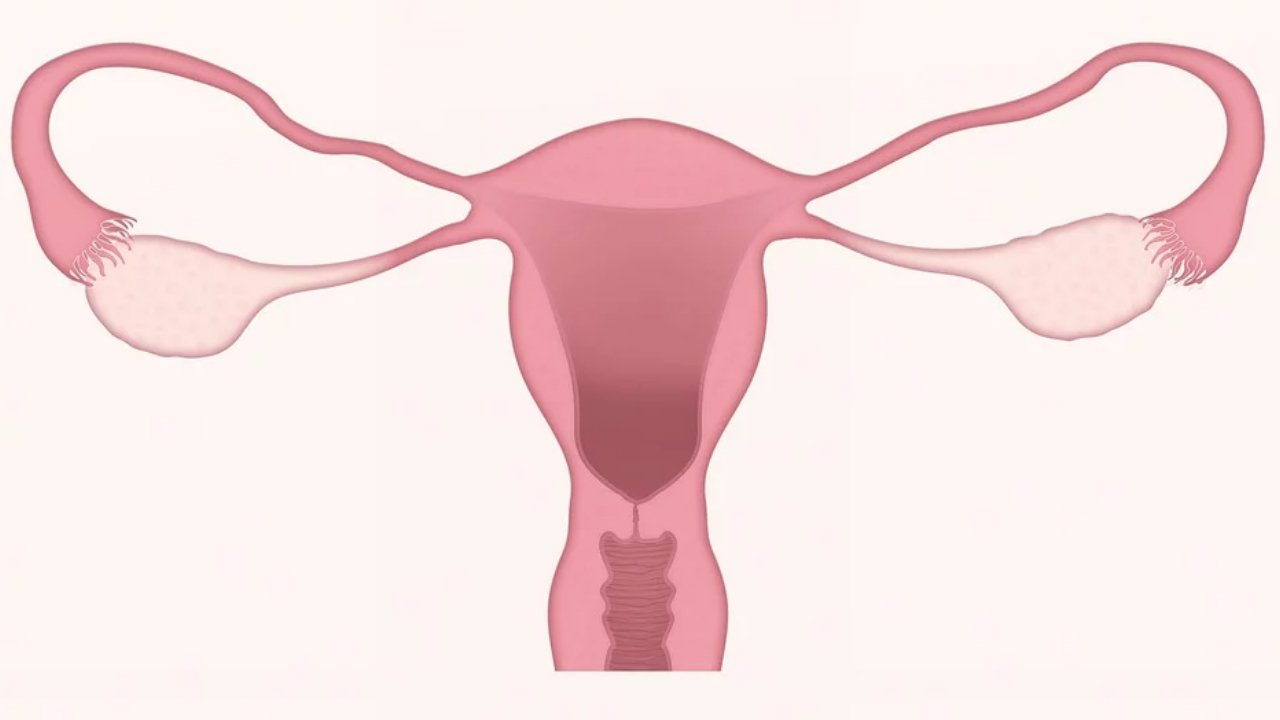 Uterus Rep Imagepng?width=1280&height=854&fit=crop&auto=webp&dpr=4