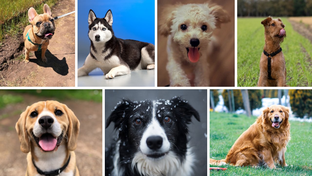 templatepng?width=698&height=466&fit=crop&auto=webp&dpr=4