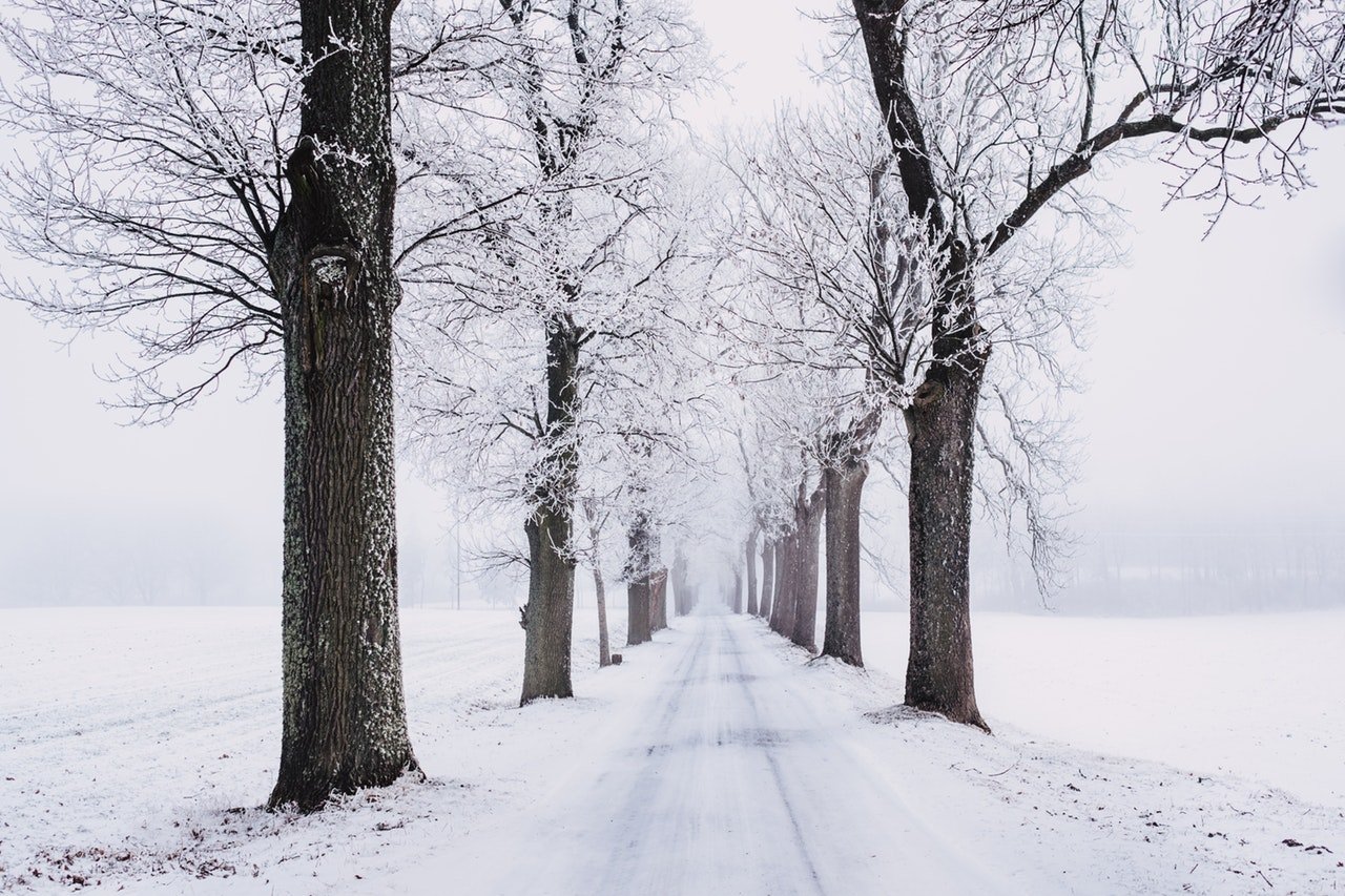 snowy pathway surrounded by bare tree 839462jpg?width=698&height=466&fit=crop&auto=webp&dpr=4