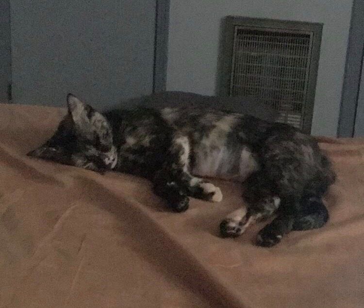 body images 2019 10 28 emmaJPG?width=1280&height=854&fit=crop&auto=webp&dpr=4