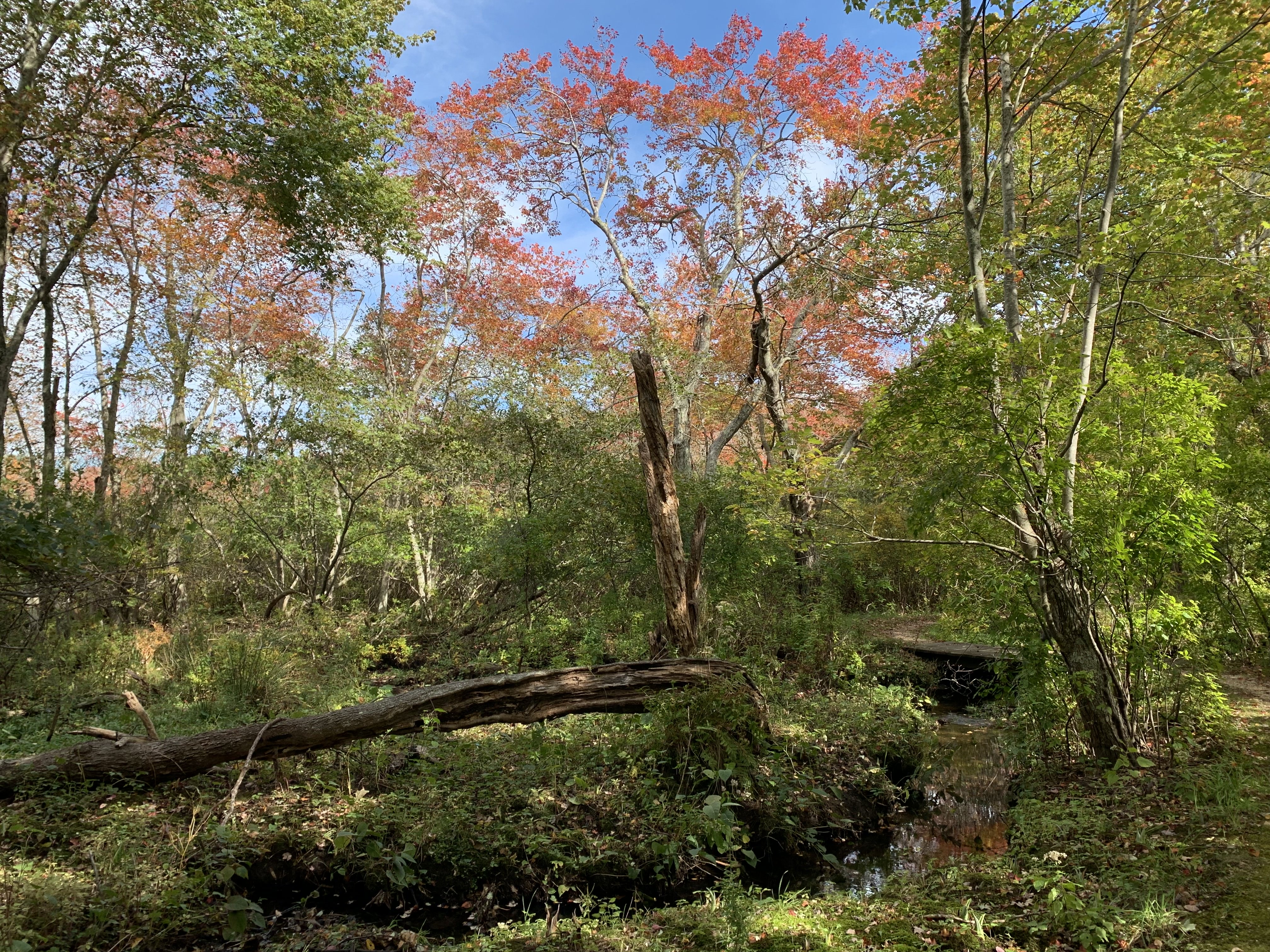 body images 2019 10 19 KopelowiczPhoto1 jpg?width=698&height=466&fit=crop&auto=webp&dpr=4