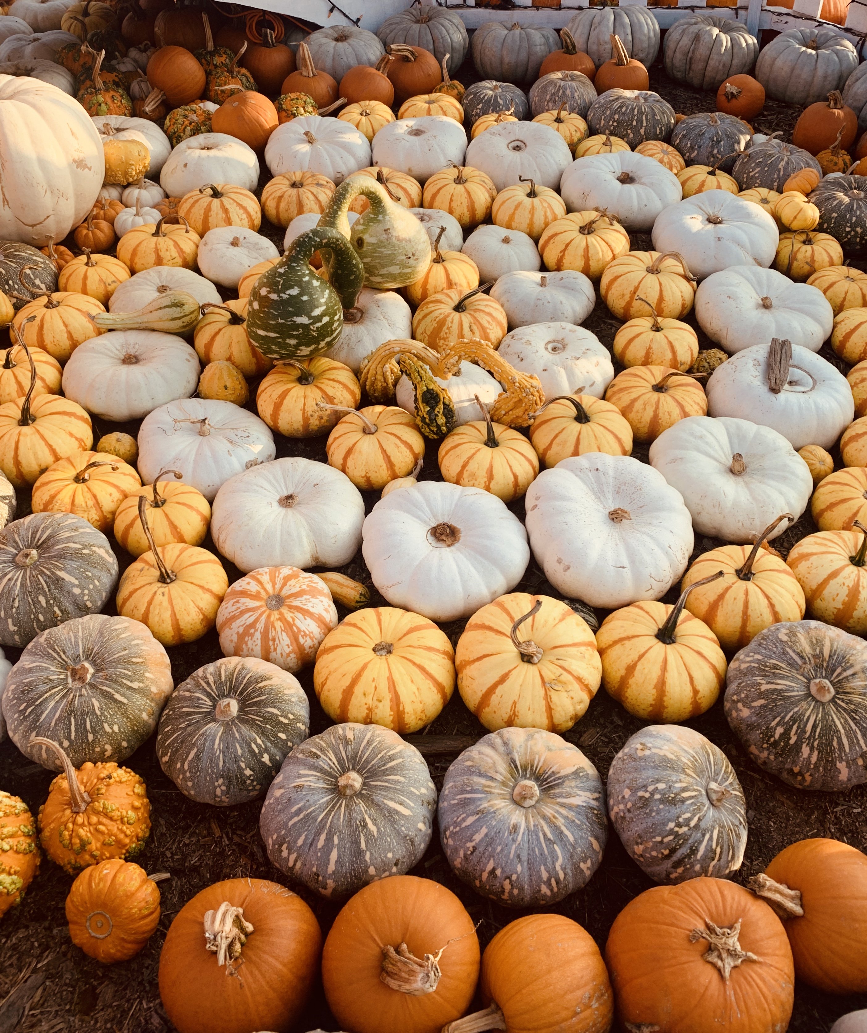 IMG 4720jpg?width=1280&height=854&fit=crop&auto=webp&dpr=4