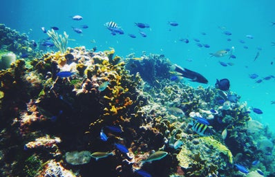 Why You Should Keep Fish as Pets