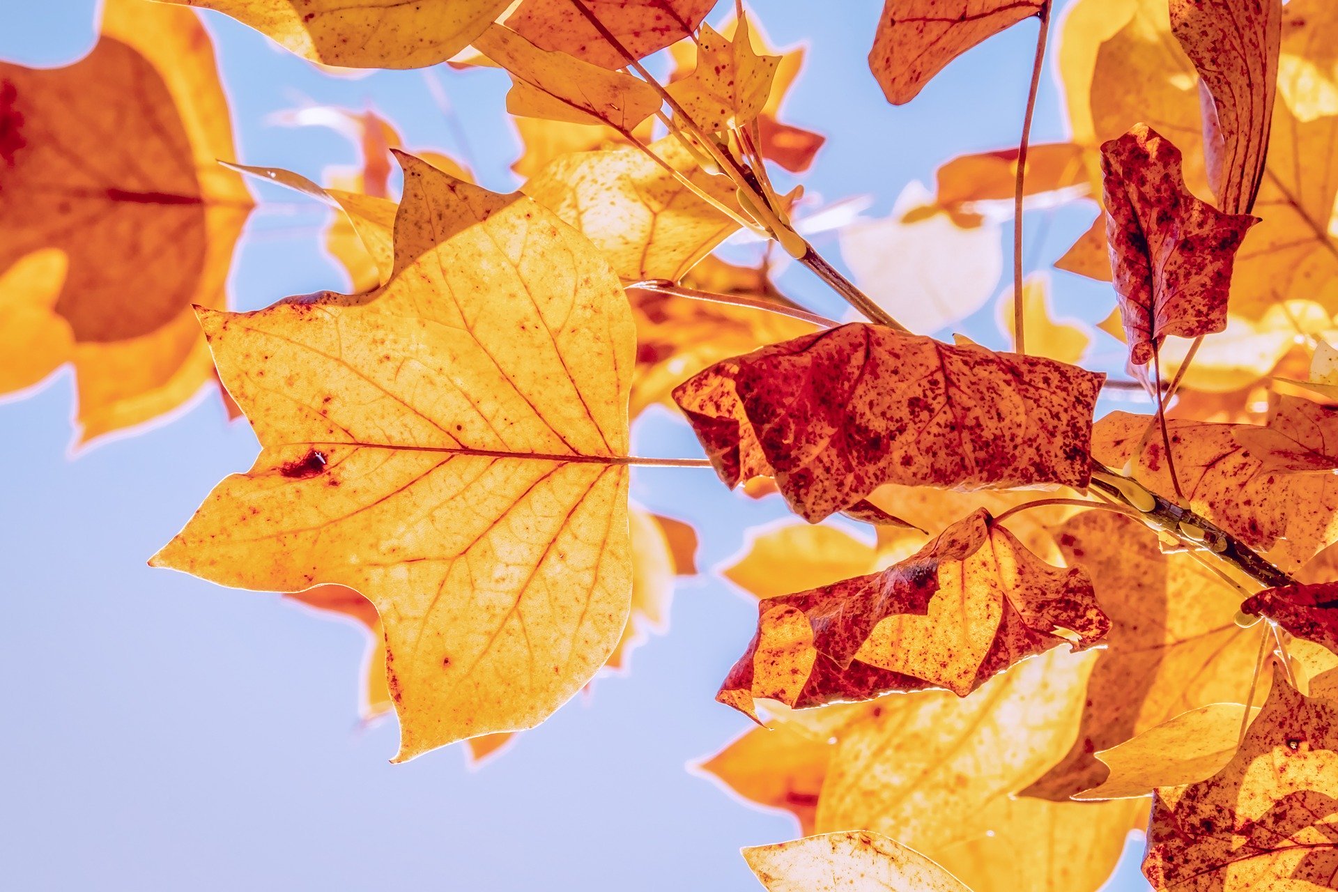 autumn 3763897 1920jpg?width=698&height=466&fit=crop&auto=webp&dpr=4