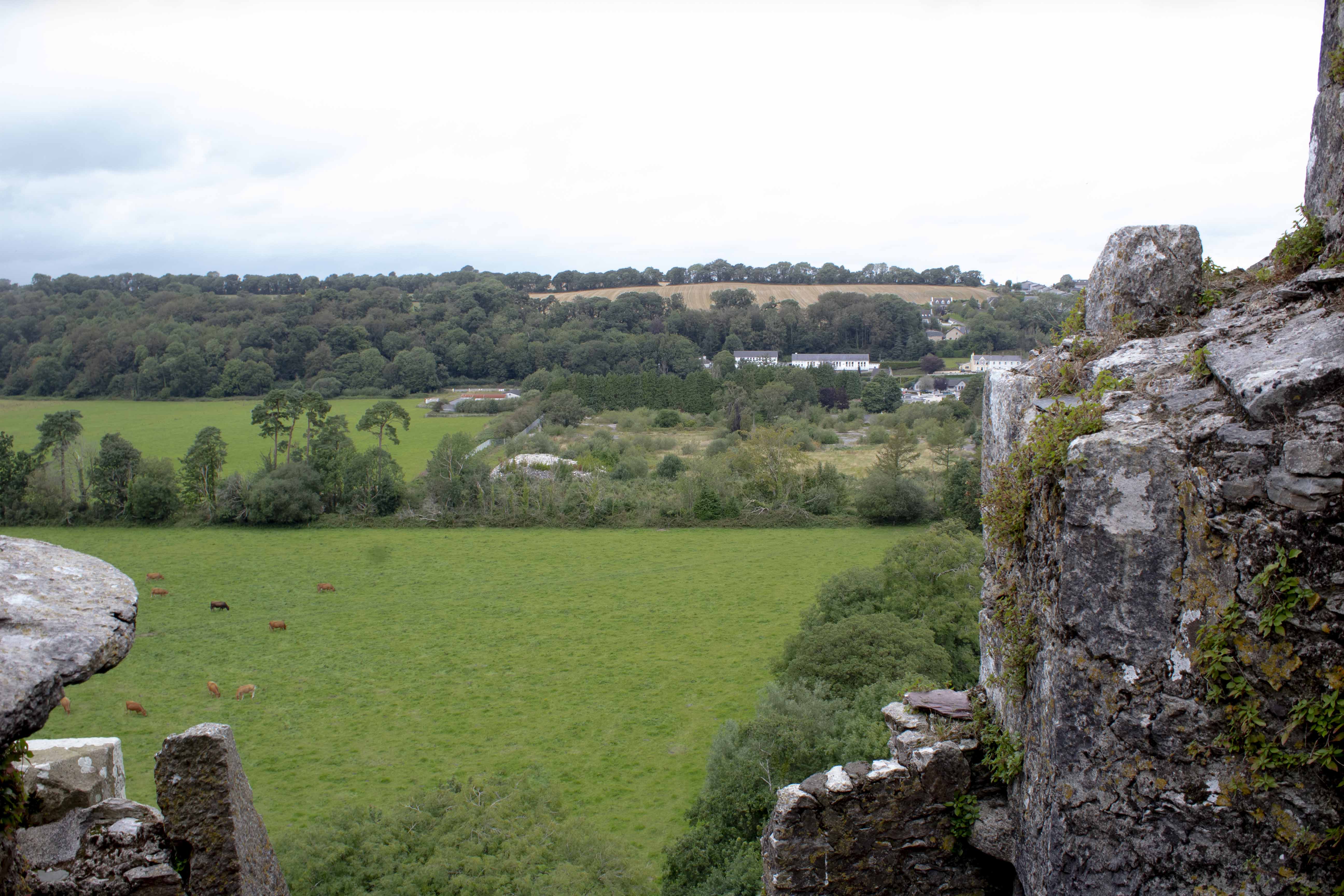 body images 2019 09 29 Blarney20Cows20copyjpg?width=698&height=466&fit=crop&auto=webp&dpr=4