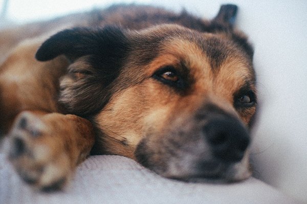 body images 2019 09 26 dog 1jpg?width=698&height=466&fit=crop&auto=webp&dpr=4