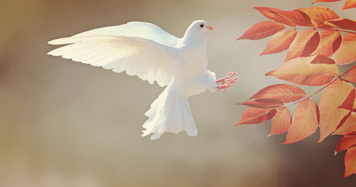 How to Help Birds on a Budget