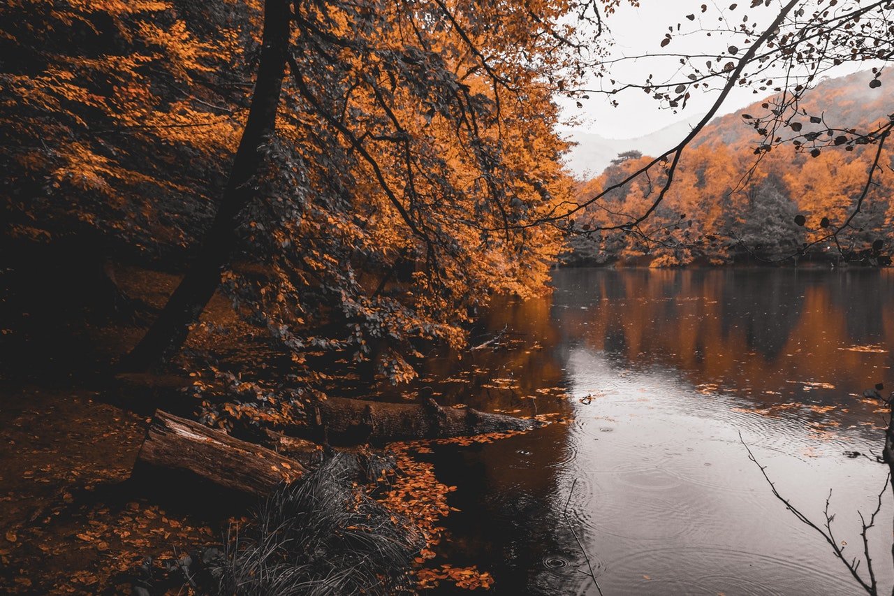 autumn autumn leaves branches 2929021jpg?width=698&height=466&fit=crop&auto=webp&dpr=4