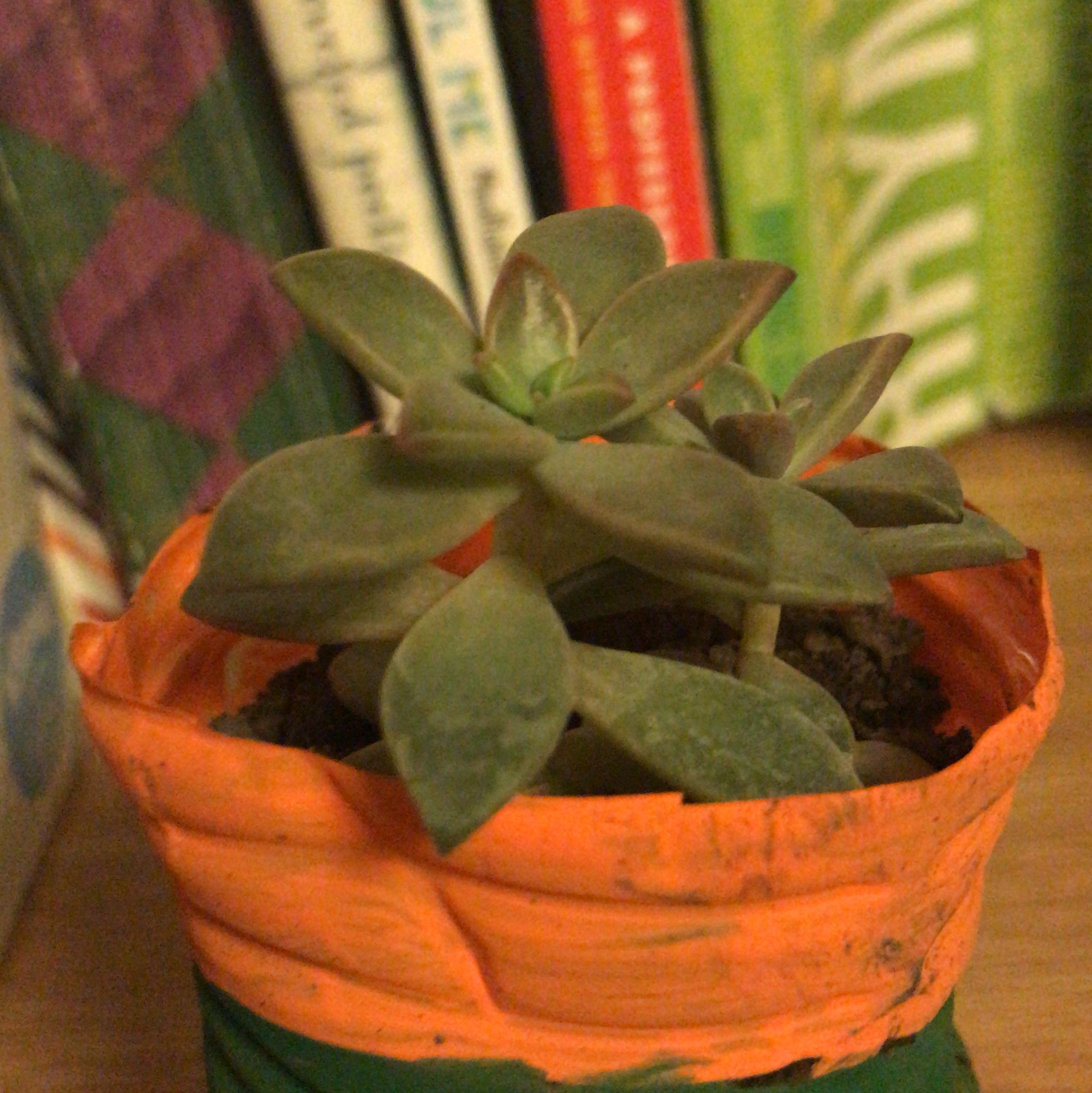 stevejpg?width=698&height=466&fit=crop&auto=webp&dpr=4