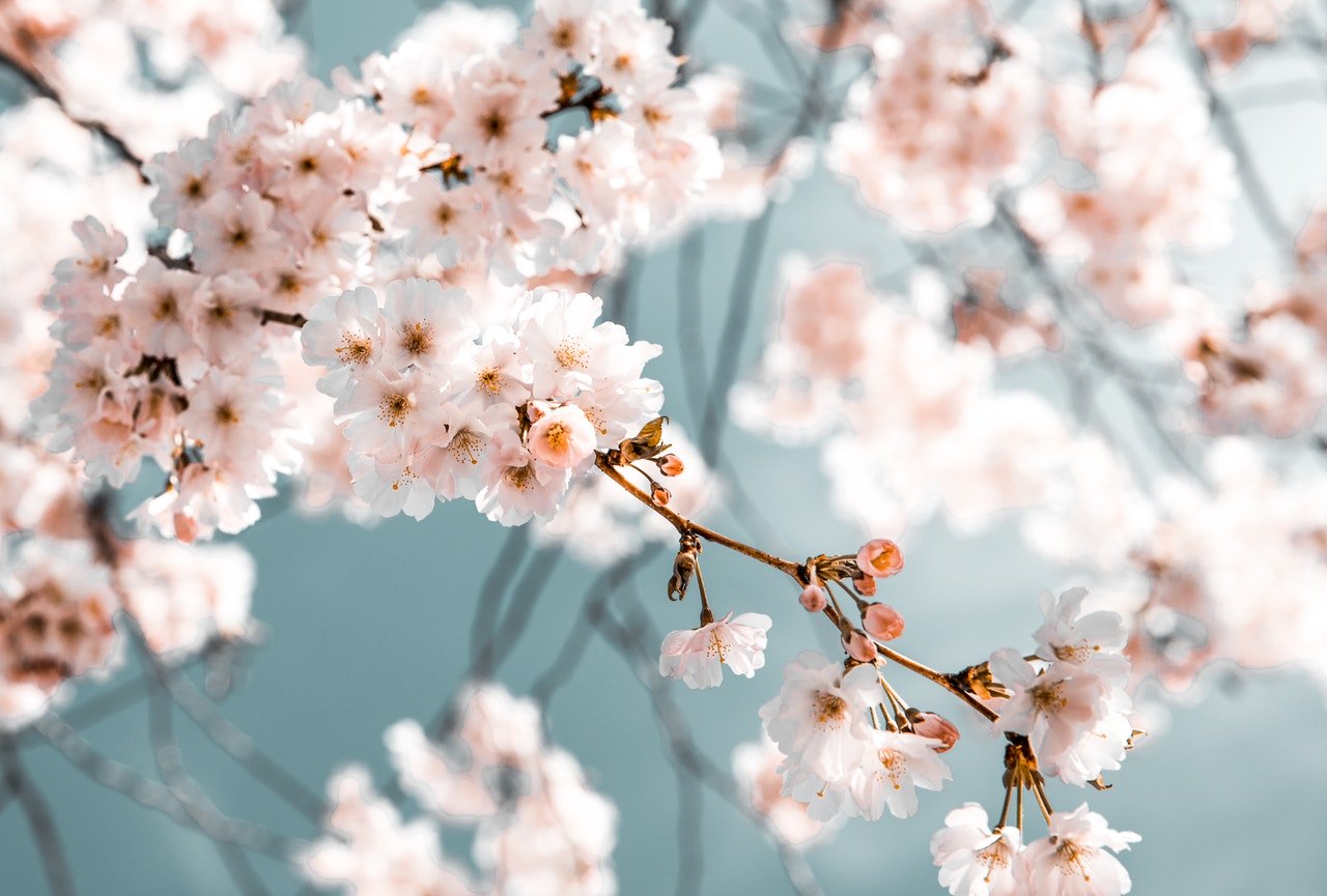 body images 2019 05 03 blossom branch desktop backgrounds 2101187jpg?width=698&height=466&fit=crop&auto=webp&dpr=4